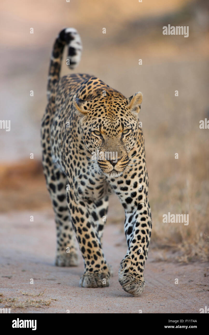 African Leopard (Panthera pardus) Adult walking path towards the camera Sabi Sand, South Africa Stock Photo
