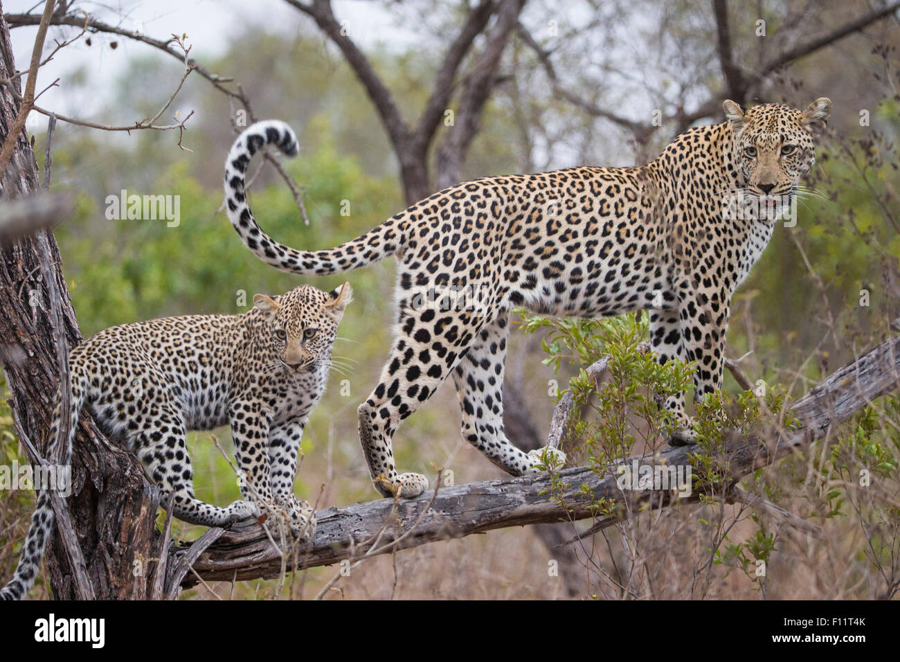 African Leopard (Panthera pardus) Mother and young standing branch Sabi Sand, South Africa Stock Photo