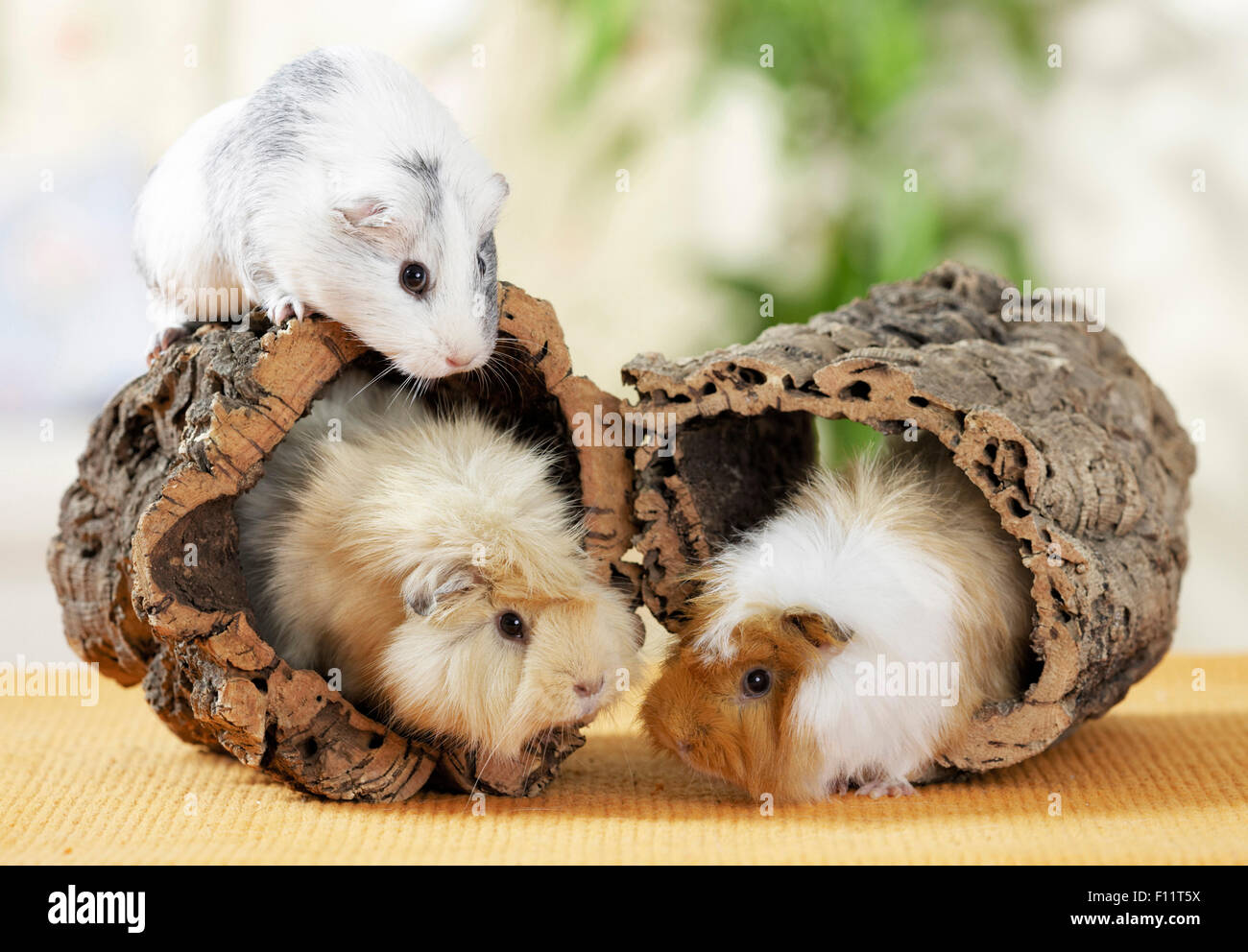 Abyssinian Guinea pig, smooth-haired guinea pig and long-haired guinea pig Three adults and hollow cork pieces Stock Photo