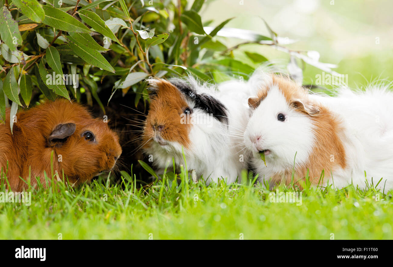 Guinea Pig Three indivuduals on  grass front of a willow Stock Photo