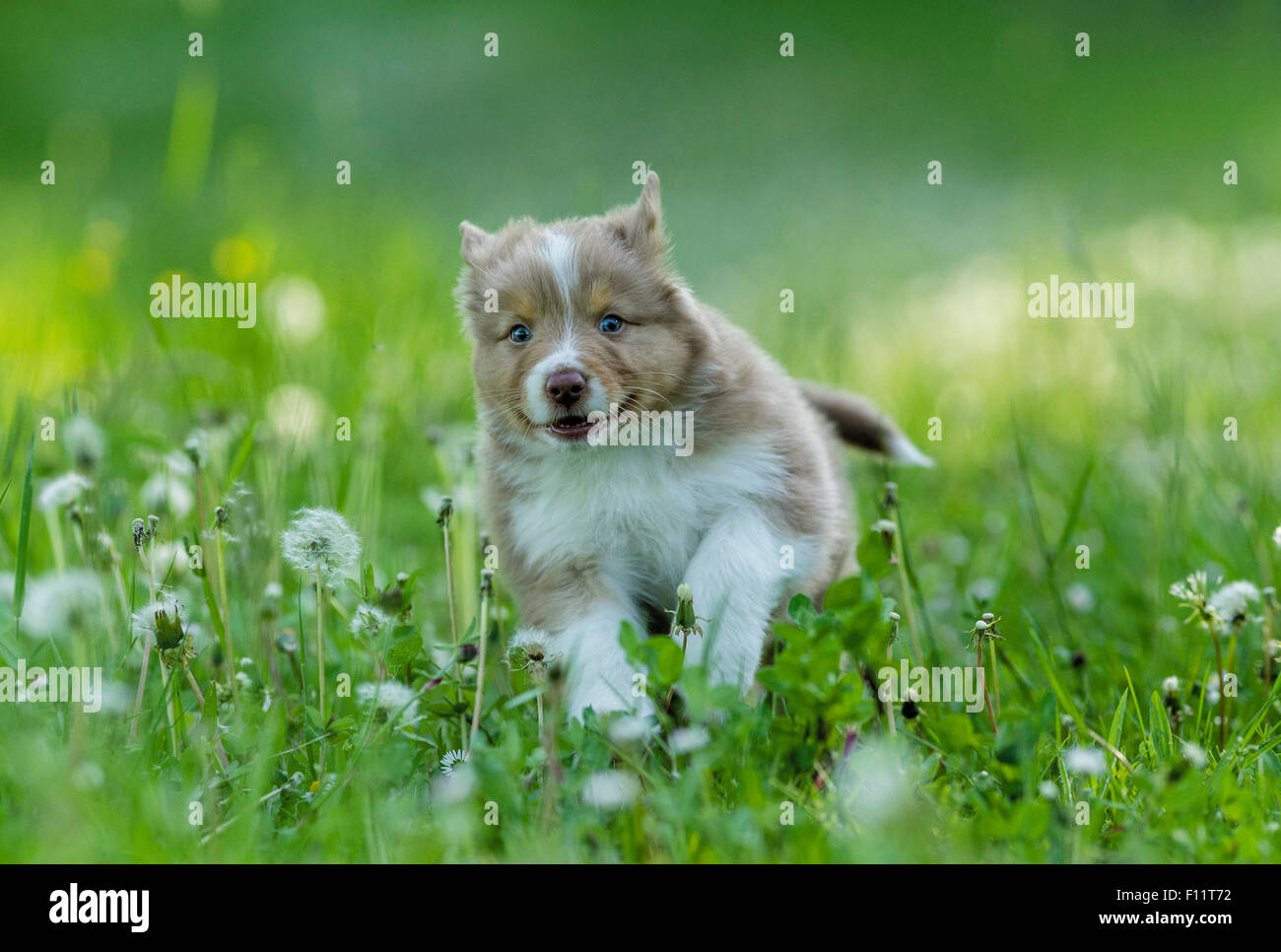 Australian Shepherd Puppy running meadow Stock Photo
