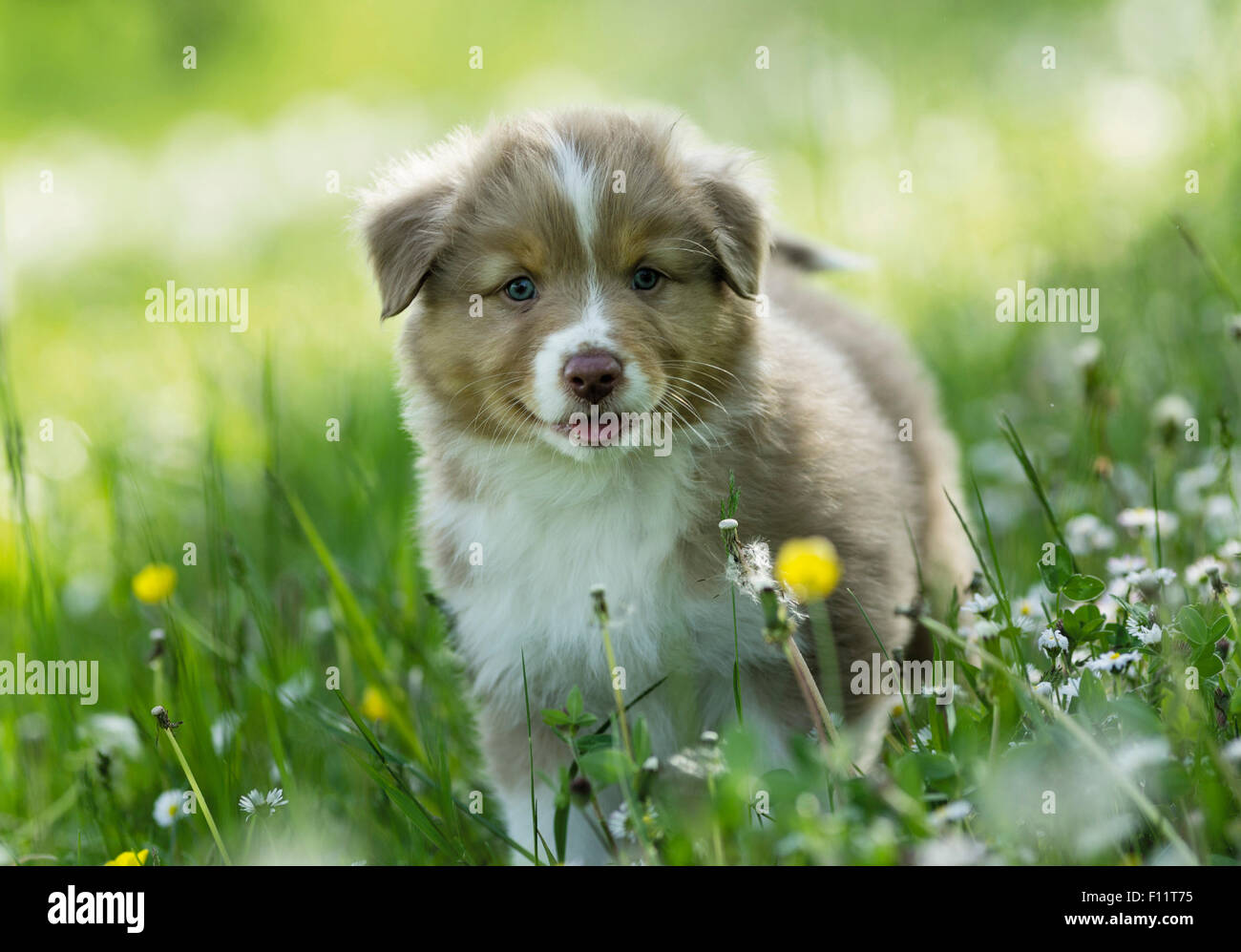Australian Shepherd Puppy standing flowering meadow Stock Photo