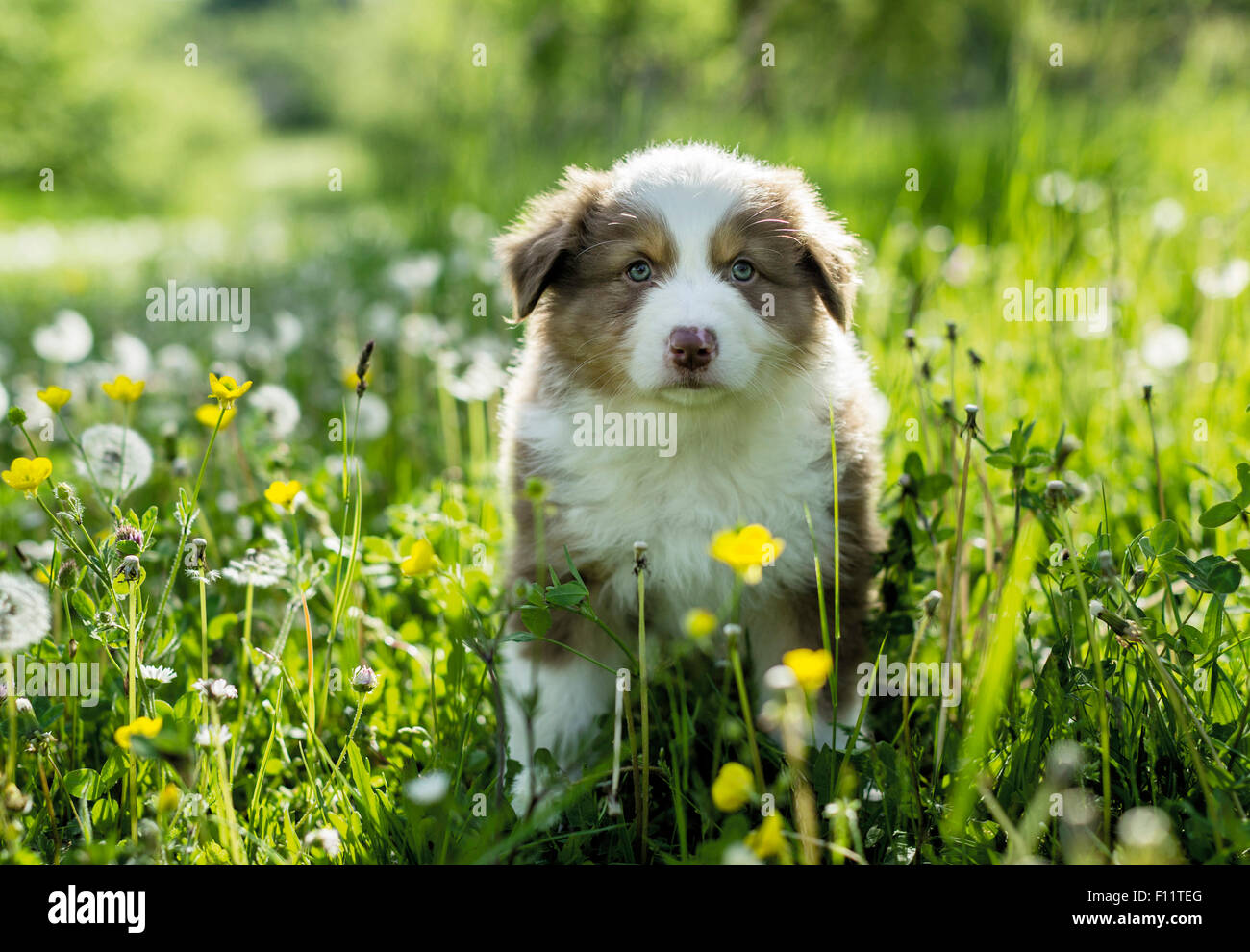 Australian Shepherd Puppy sitting flowering meadow Stock Photo