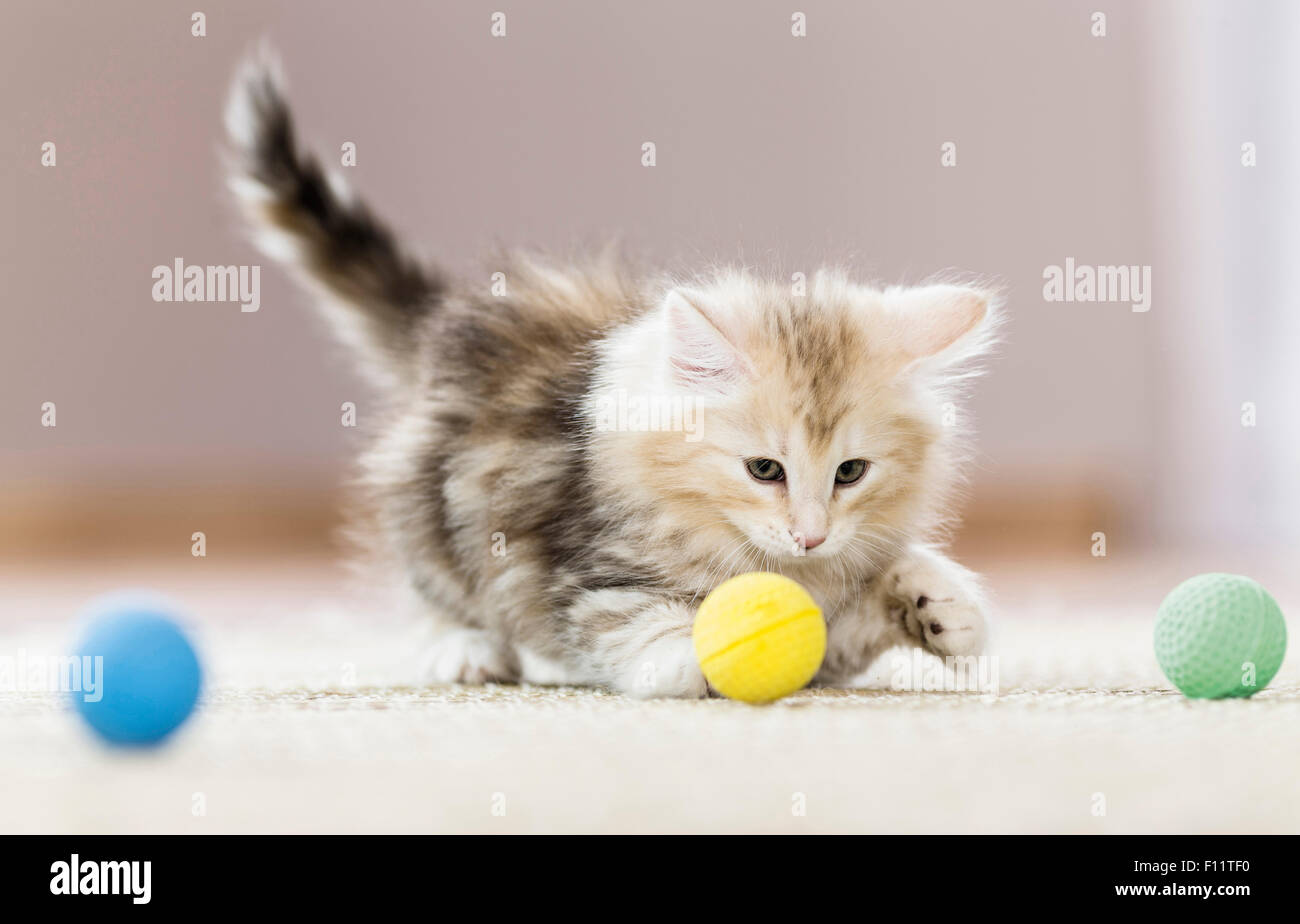 Norwegian Forest Cat. Kitten playing with soft balls, Stock Photo