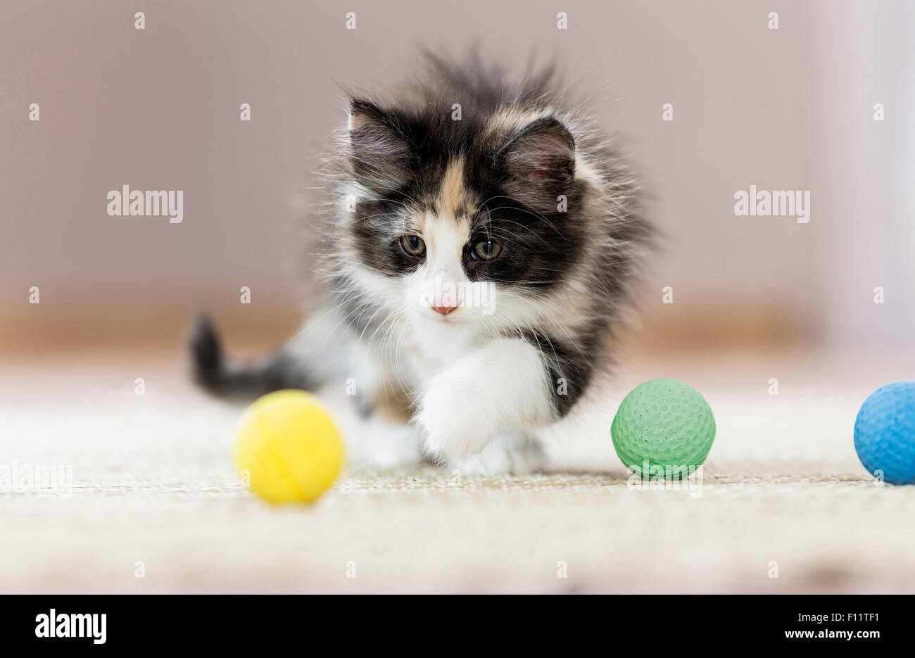 Norwegian Forest Cat. Kitten playing with soft balls, Stock Photo