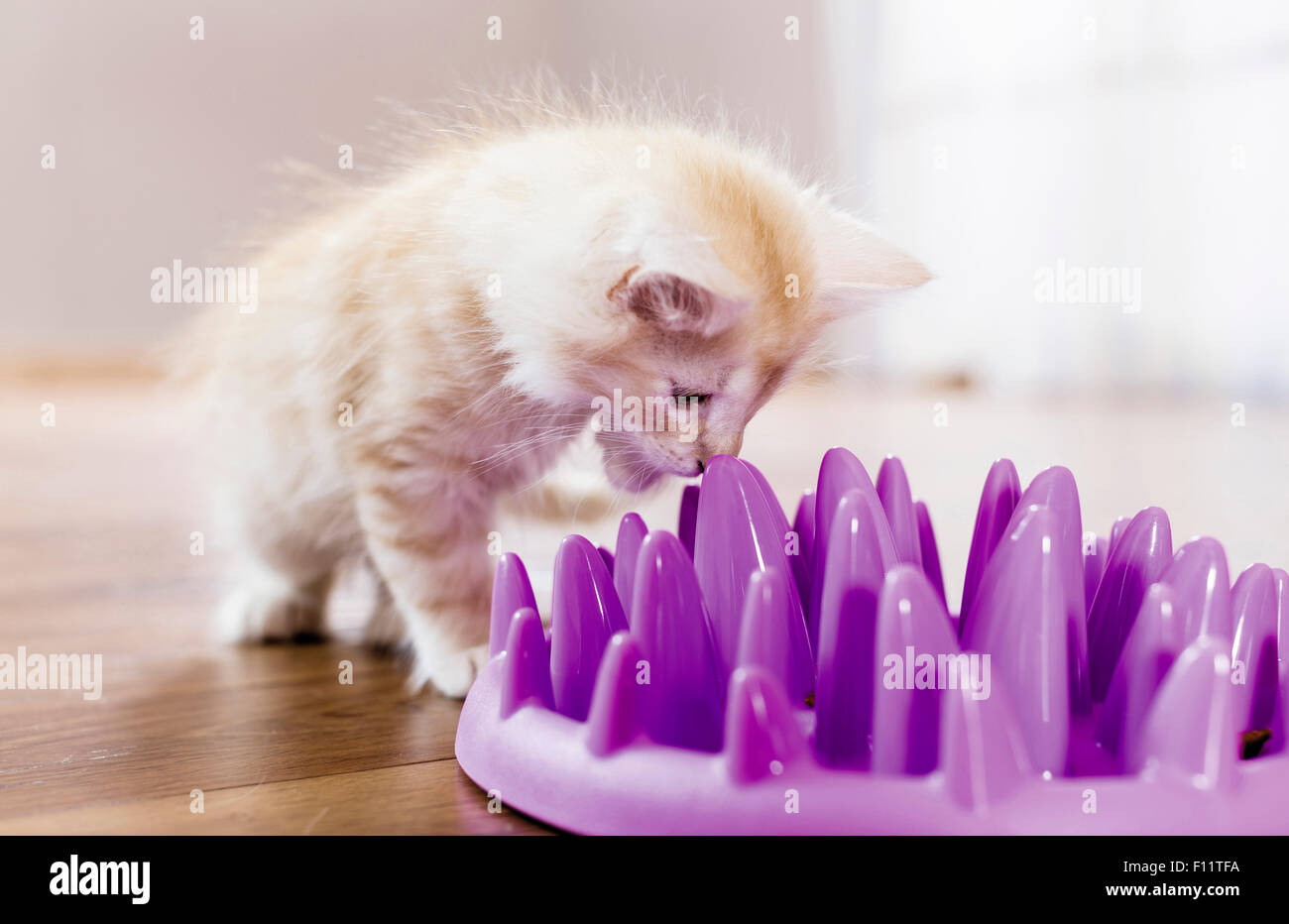 Norwegian Forest Cat Kitten trying to get dinner out from bowl rounded spikes They will eat slower and have lot fun also, Stock Photo