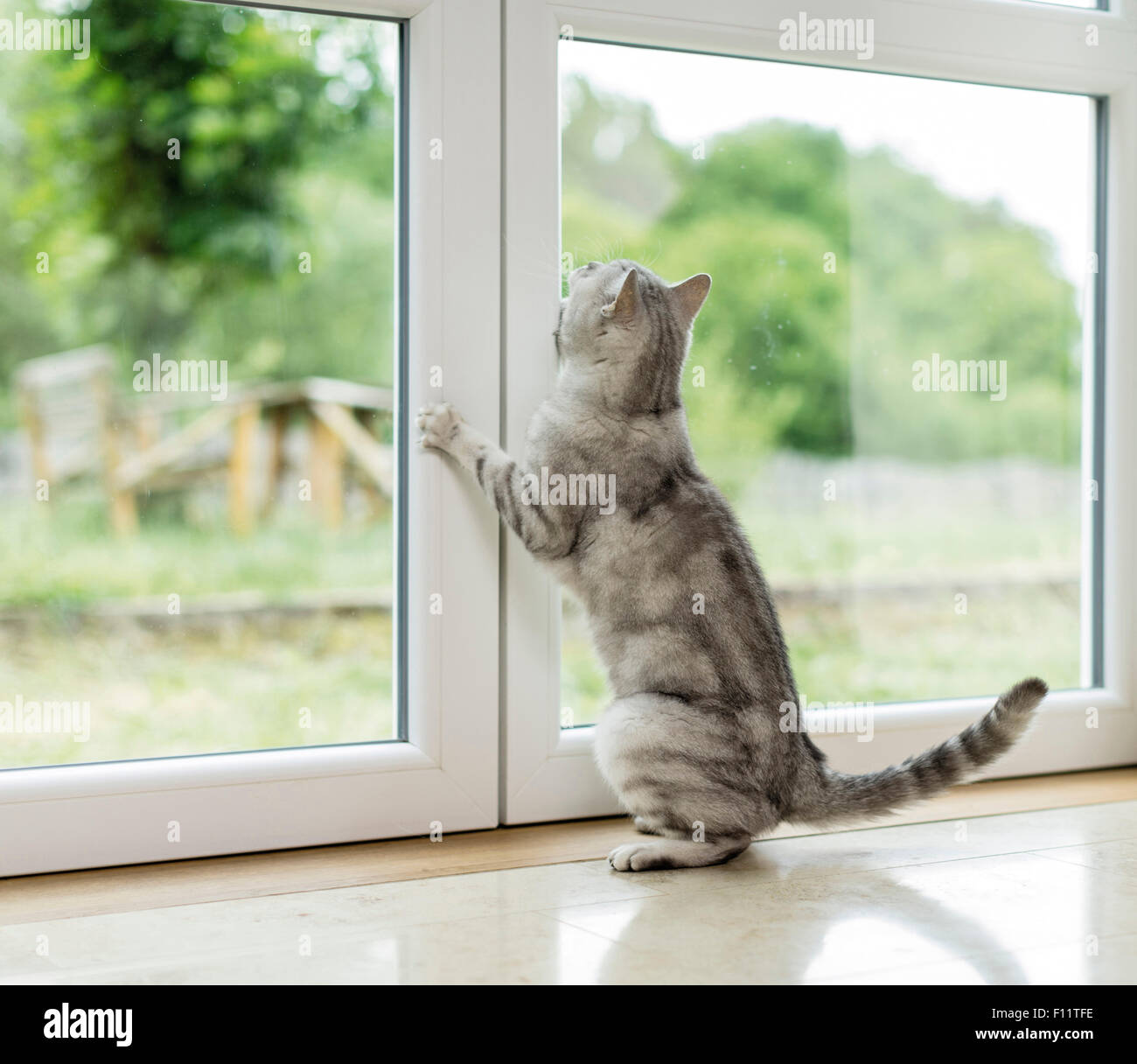 British Shorthair Cat Tabby tomcat sscratching at window, would like to go out Stock Photo