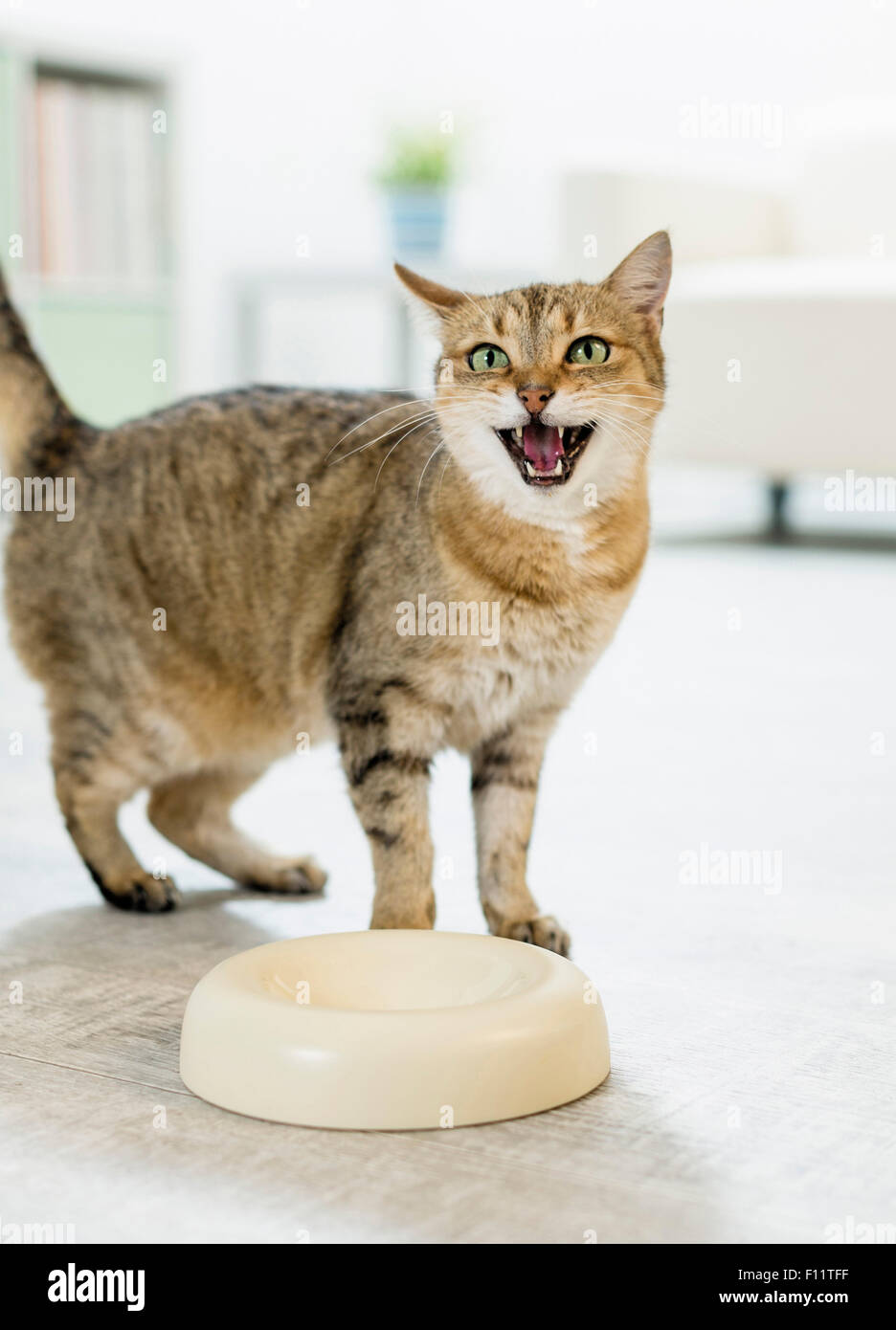 Domestic cat Tabby adult standing next to empty feeding bowl, meowing reproachfully Stock Photo