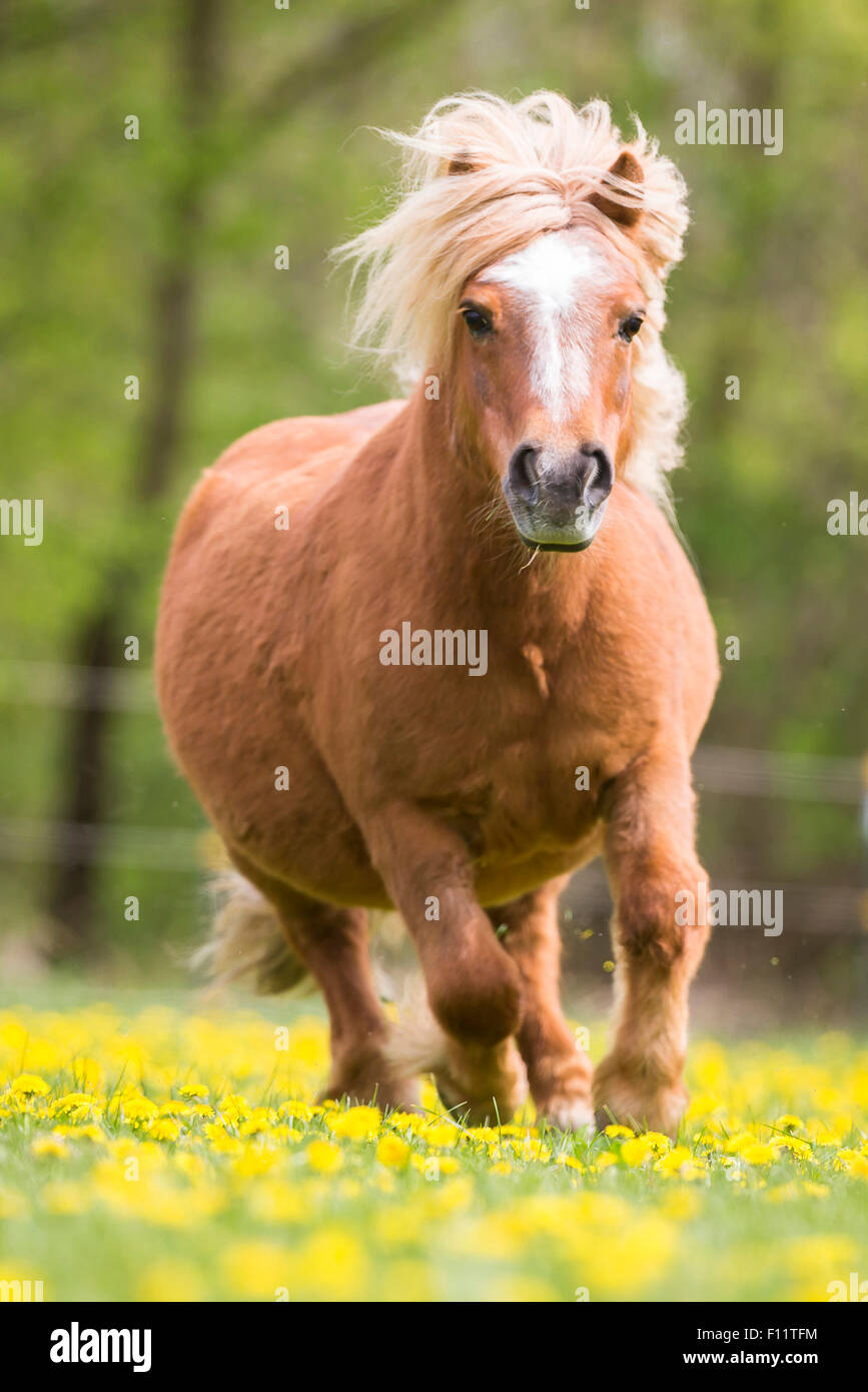Shetland Pony Chestnut adult galloping pasture Stock Photo