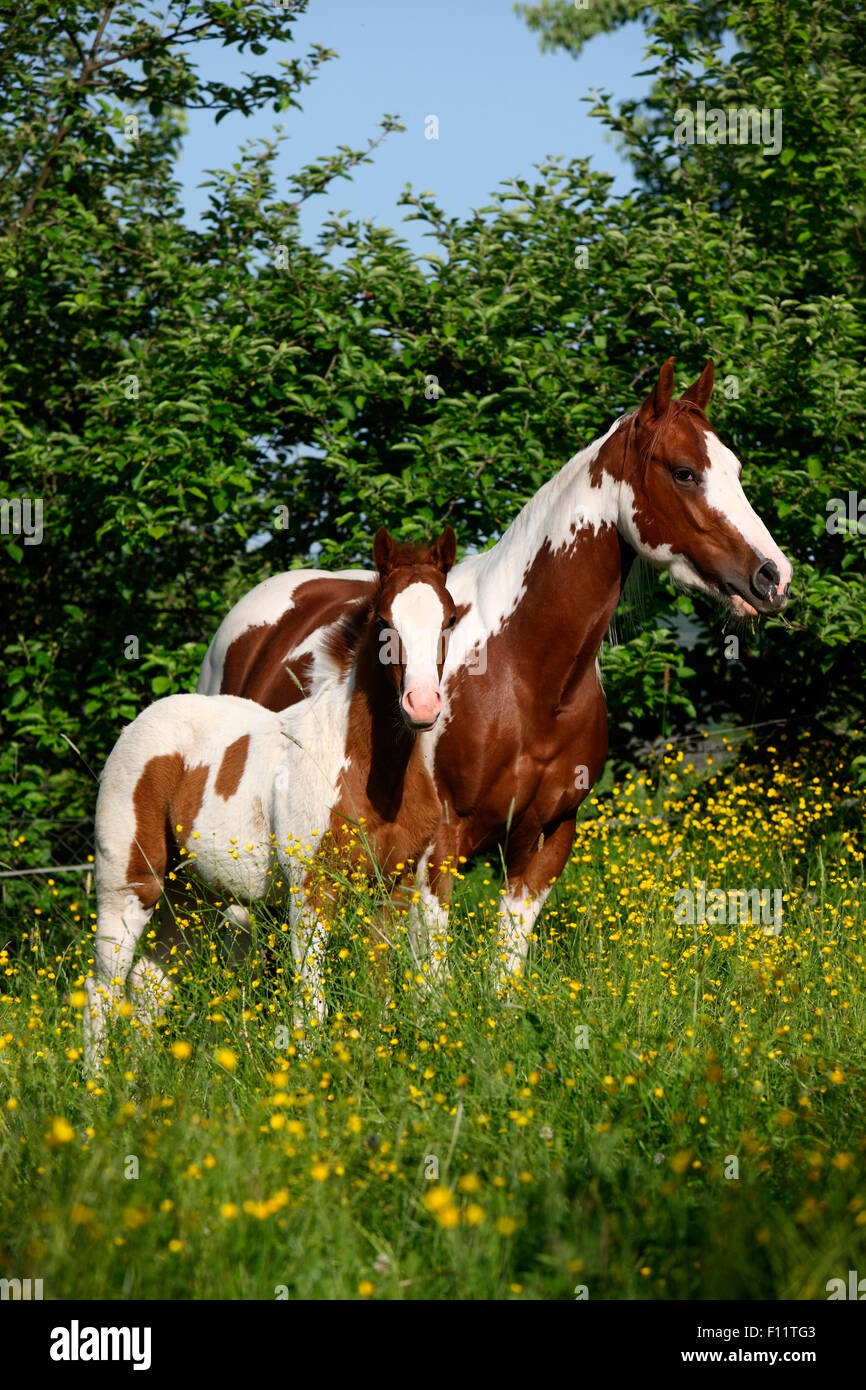 American Paint Horse. Mare with foal standing flowering meadow Austria Stock Photo Alamy
