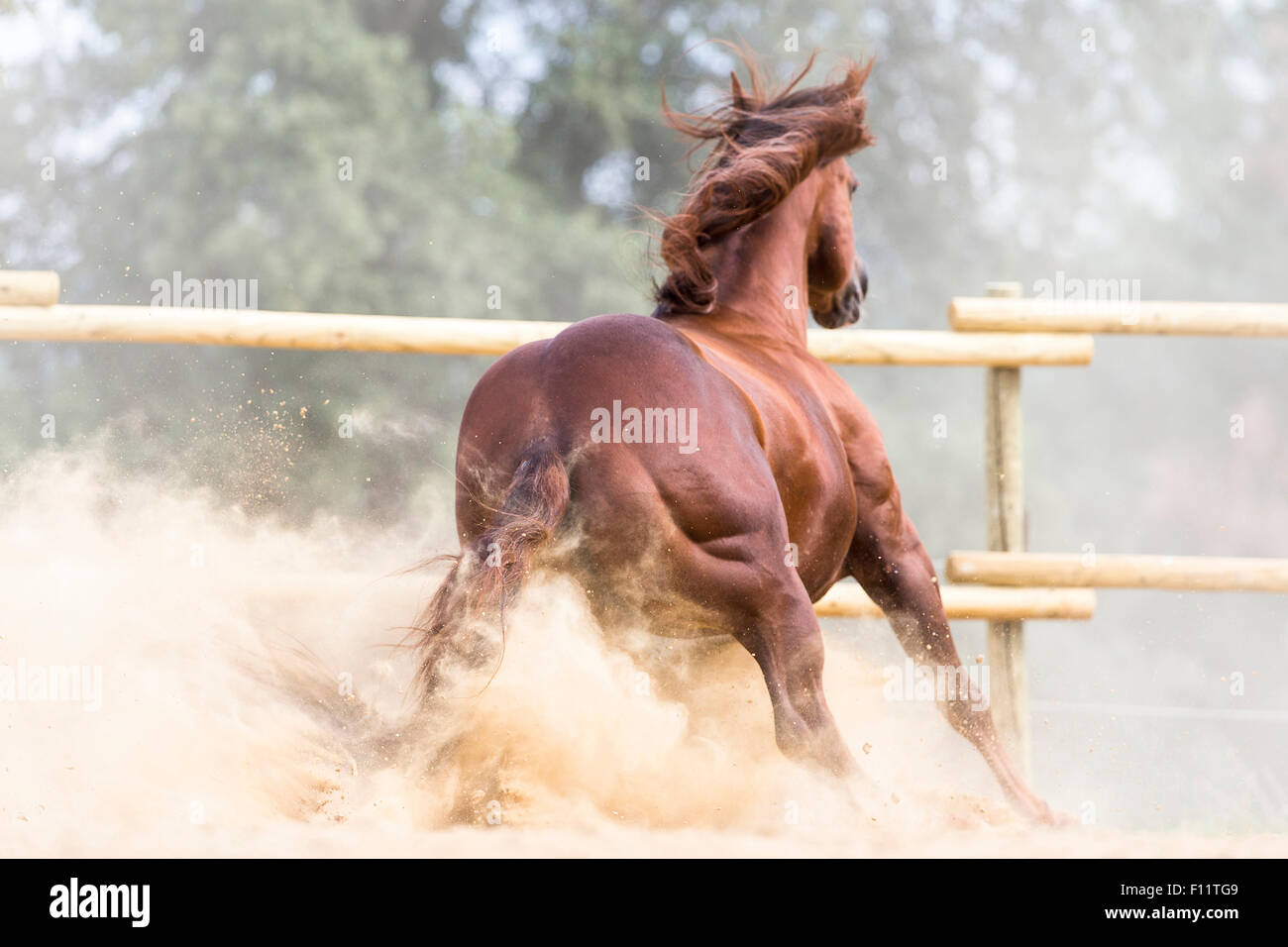 American Quarter Horse Sorrel stallion stopping dusty paddock Tuscany, Italy Stock Photo