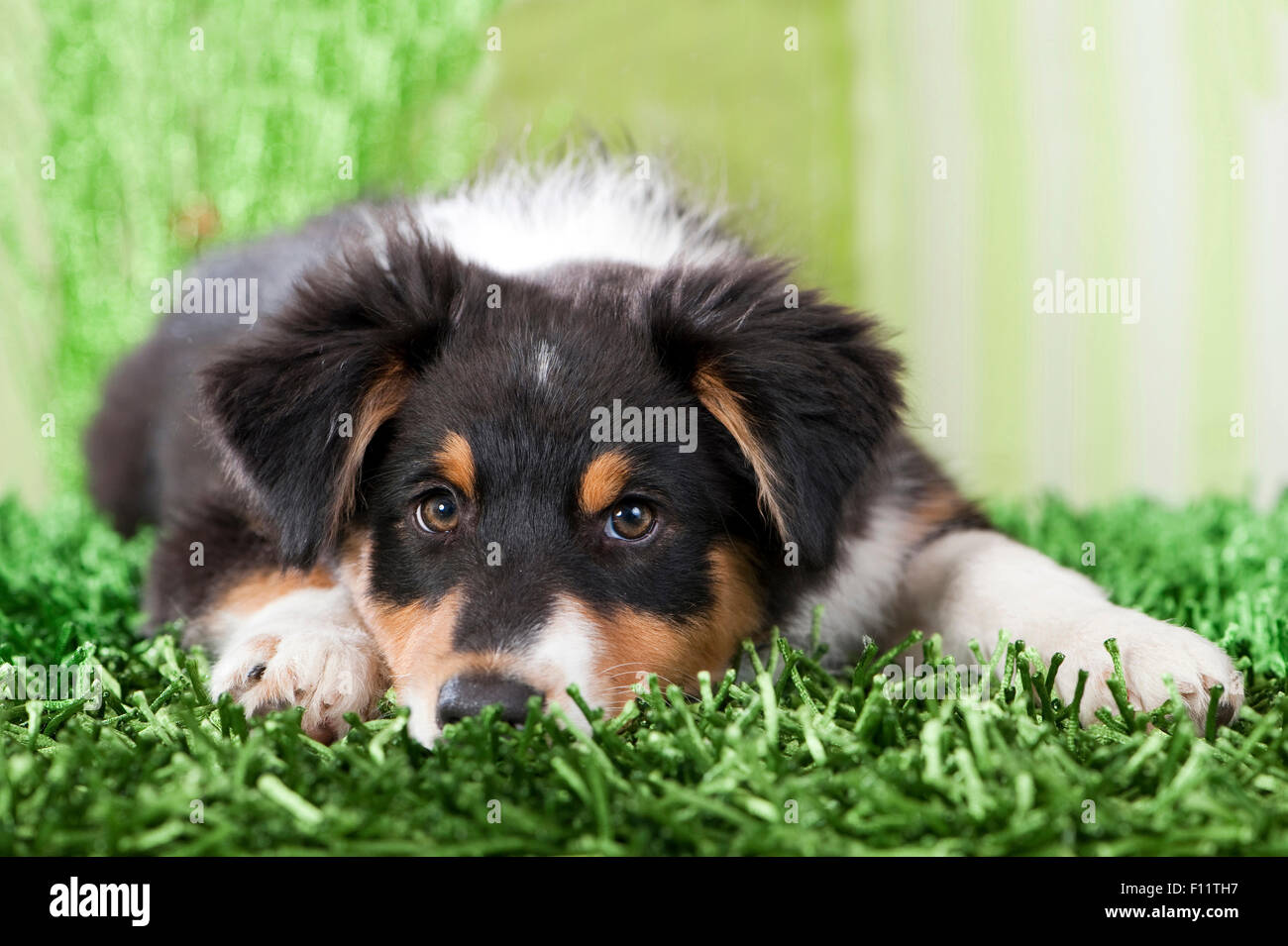 Australian Shepherd Puppy lying green carpet Stock Photo