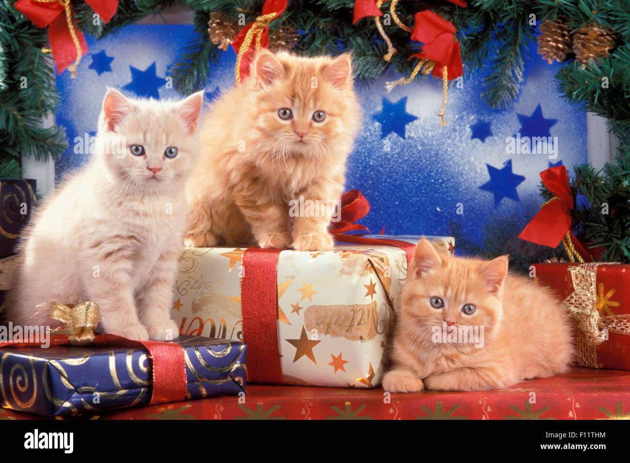 British Shorthair Three kitten Christmas presents Stock Photo