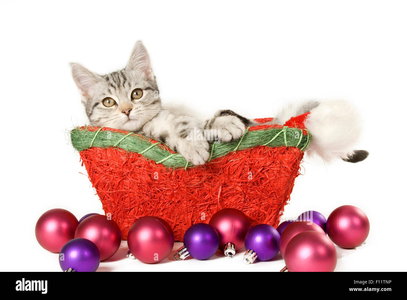 Domestic cat Tabby kitten basket next to Christmas baubles Studio picture against white background Stock Photo