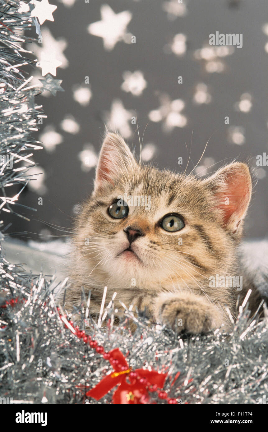 Britisch Shorthair Tabby kitten silver garland and stars Stock Photo