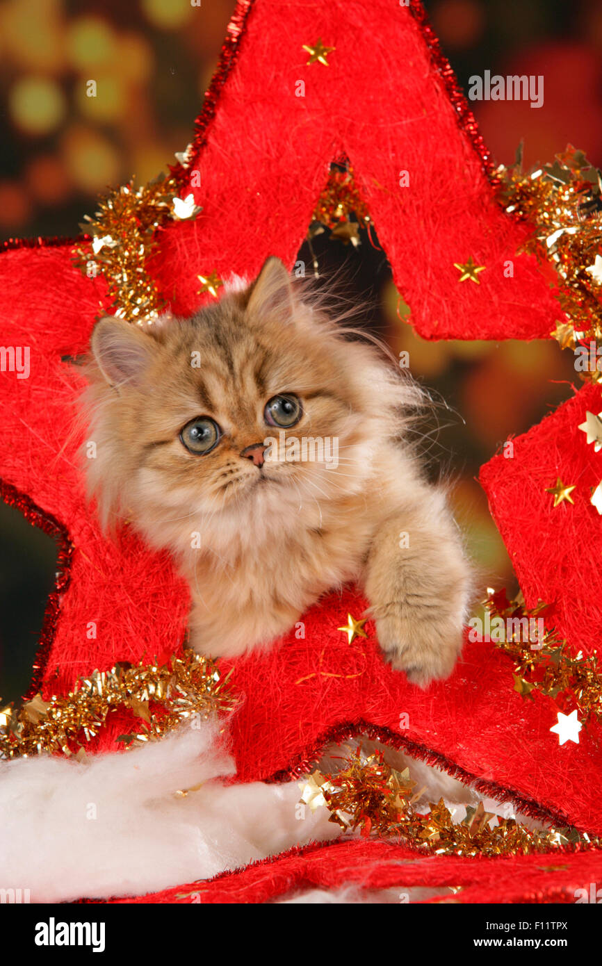 Persian Cat Kitten big red star (Christmas decoration) Stock Photo