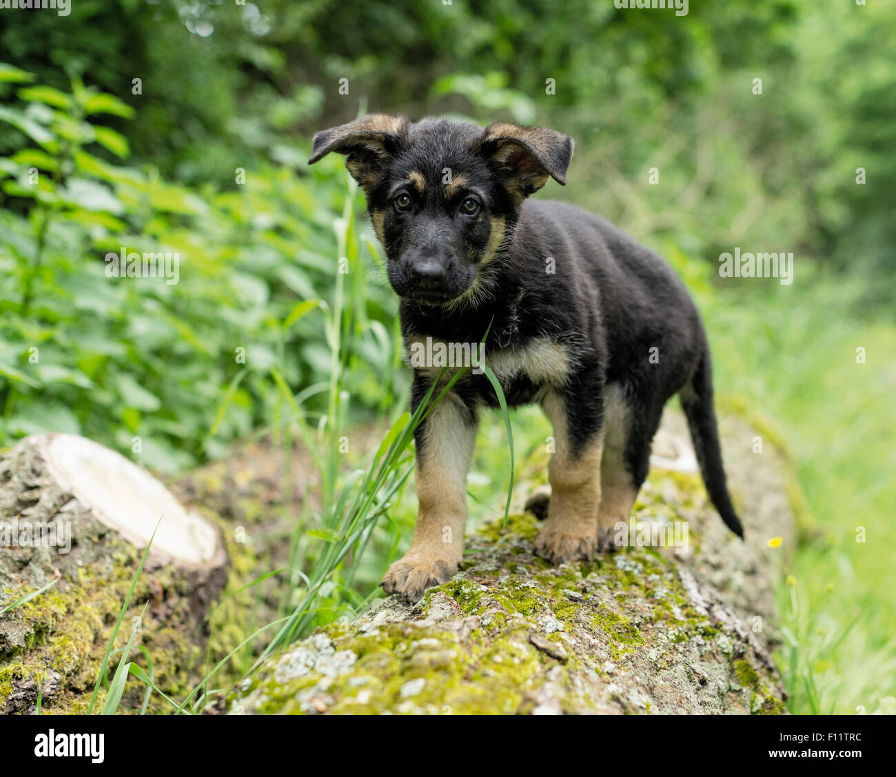 German Shepherd, Alsatian Puppy standing log Stock Photo