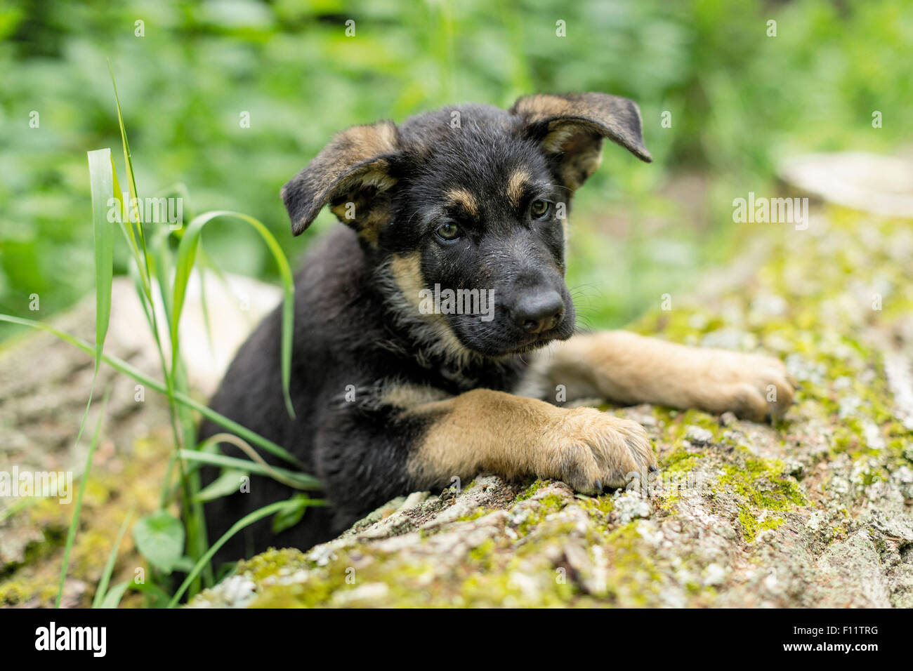German Shepherd, Alsatian Puppy lying log Stock Photo