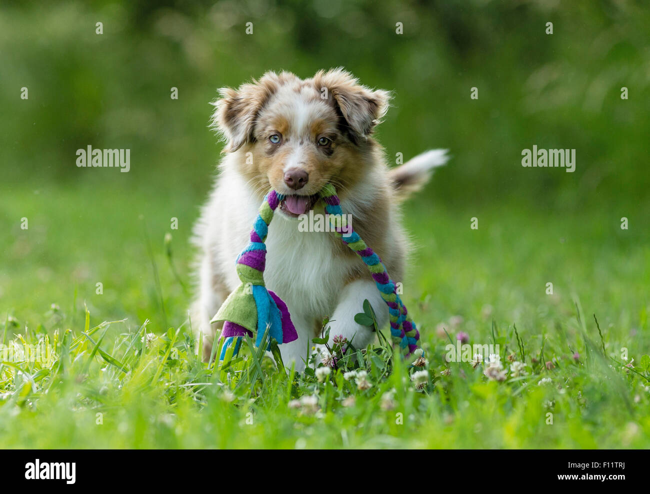 Australian Shepherd Puppy walking meadow while carrying colourful rope ...