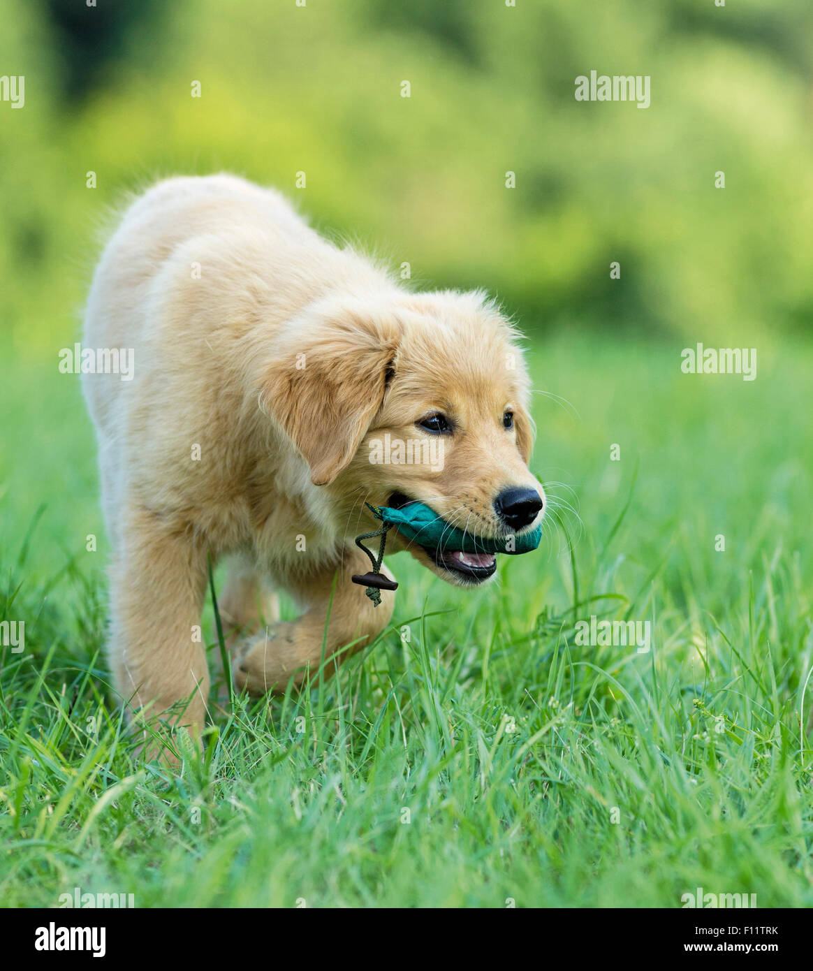 Golden Retriever Puppy fetching dummy Stock Photo