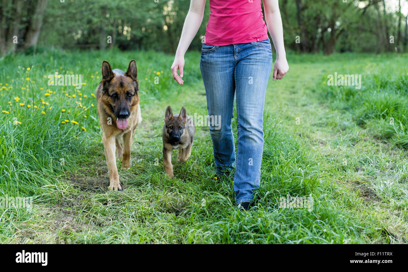 German Shepherd, Alsatian Puppy and adult dog walking next to person Stock Photo