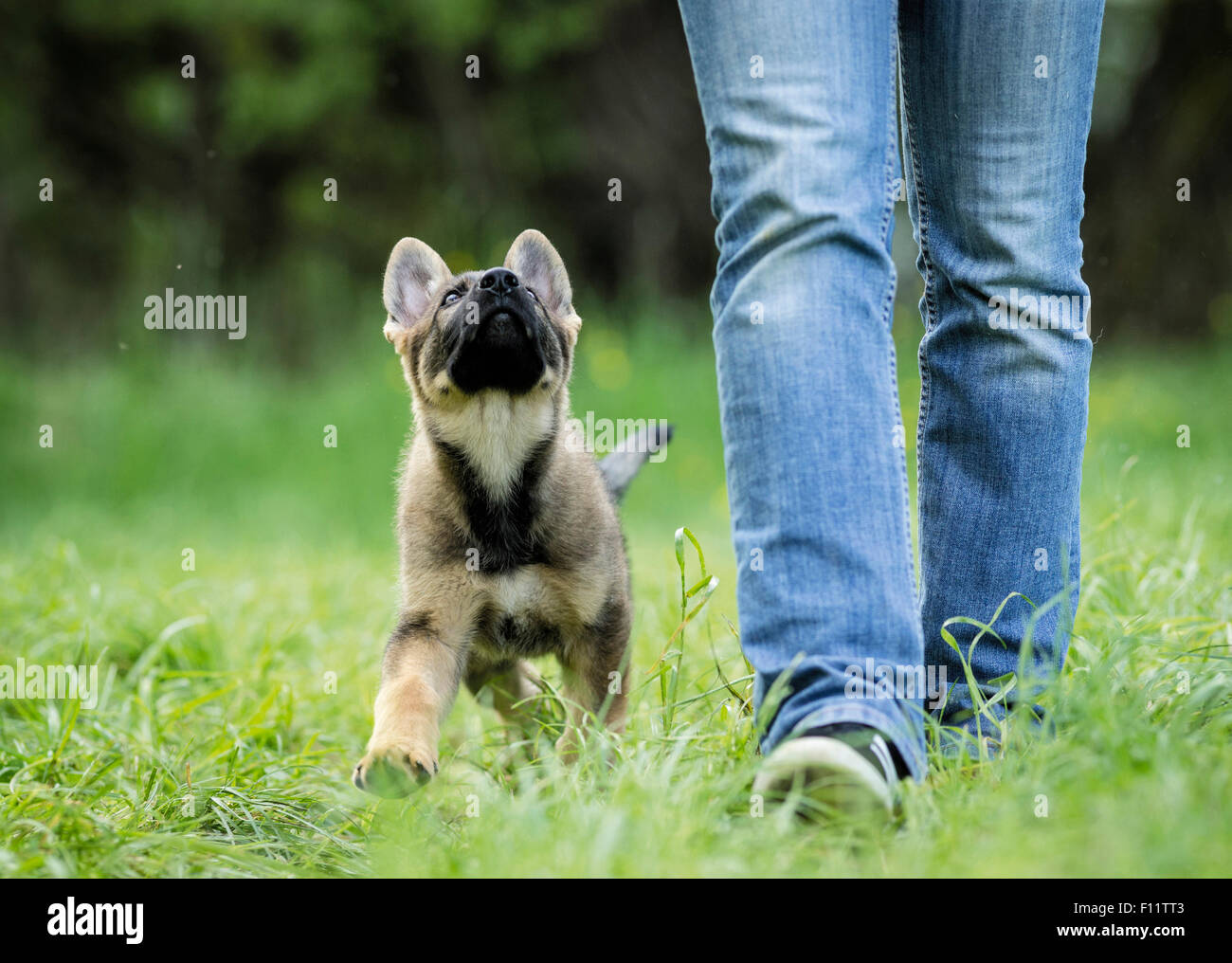 German Shepherd, Alsatian Puppy walking next to person while looking up Stock Photo