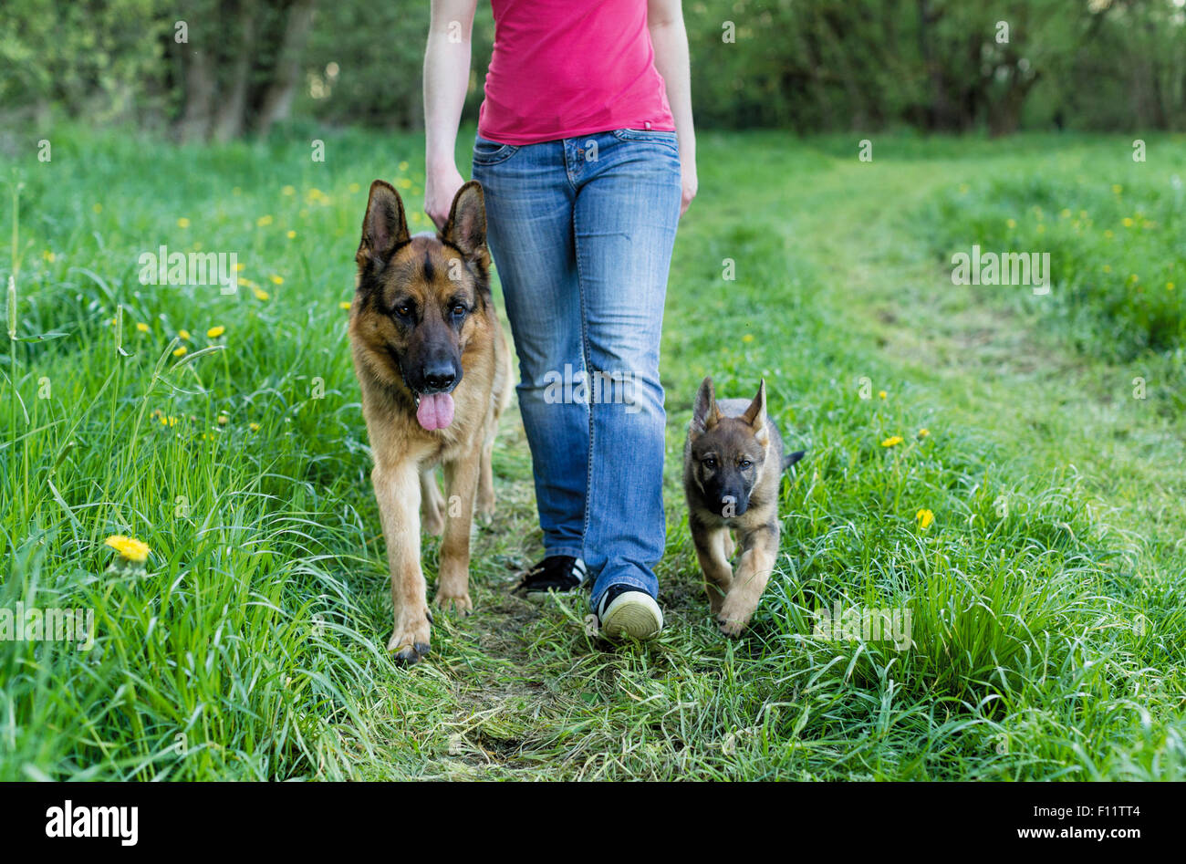 German Shepherd, Alsatian Puppy and adult dog walking next to person Stock Photo
