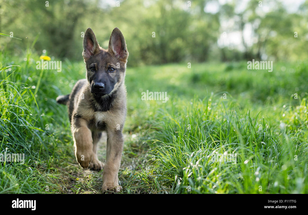 German Shepherd, Alsatian. Puppy running on a path in a meadow Stock Photo  - Alamy