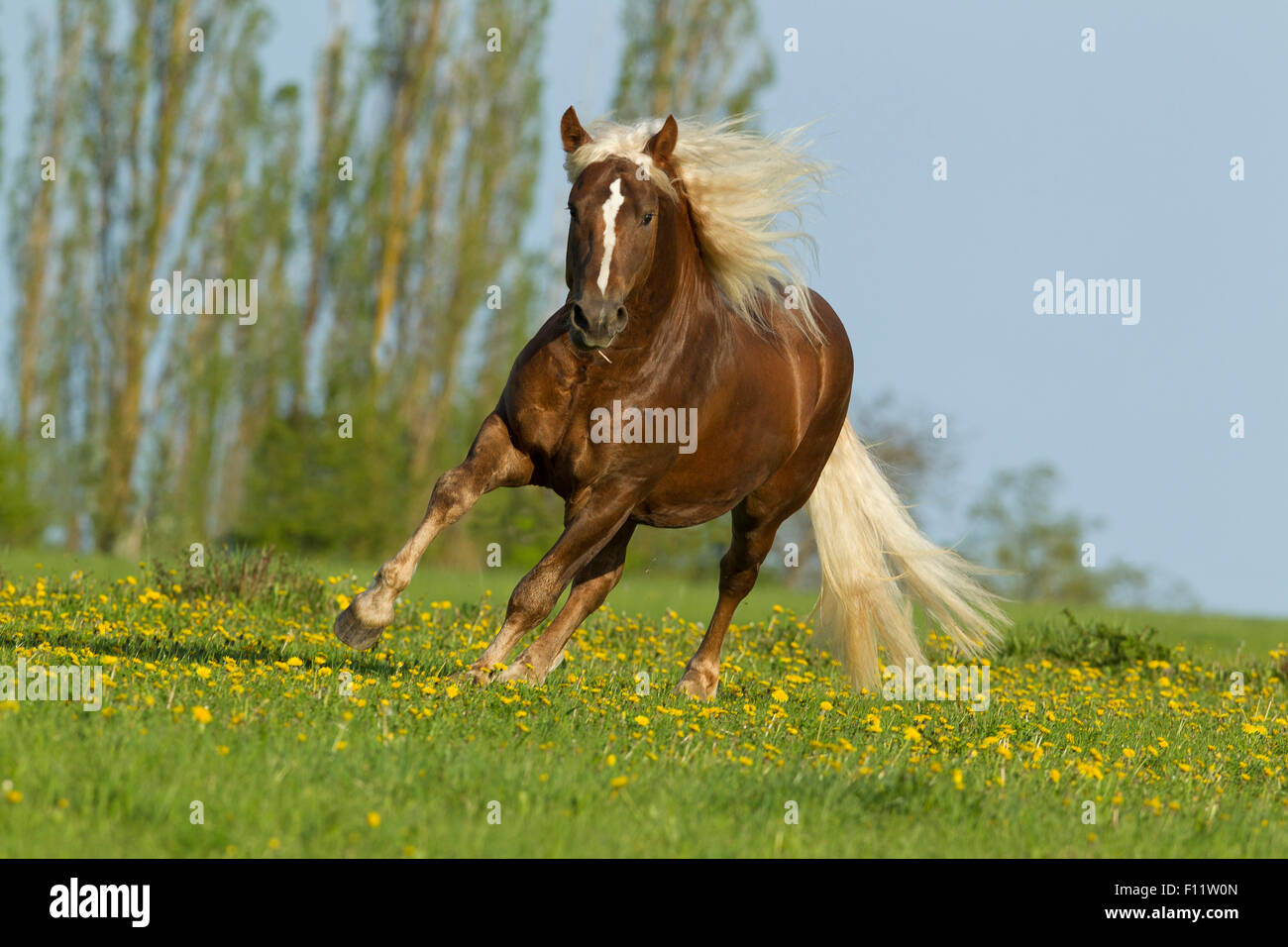 Black Forest Horse Stallion galloping flowering meadow Stock Photo Alamy