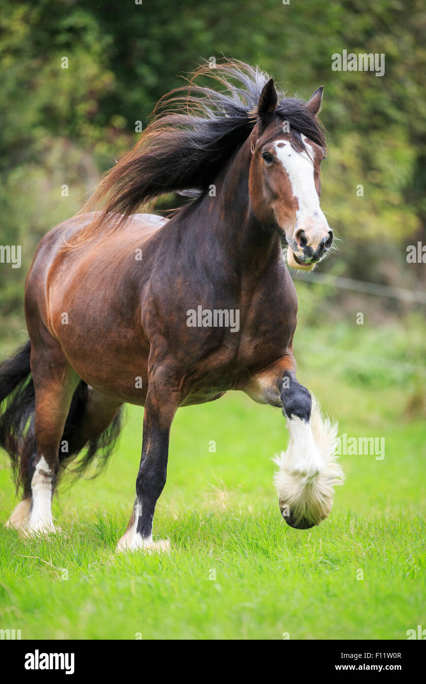 Shire Horse. Bay mare trotting on a pasture Stock Photo
