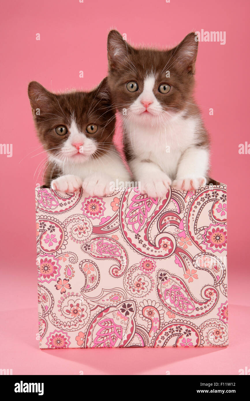 British Shorthair, BKH Two kittens box Studio picture against pink background Stock Photo