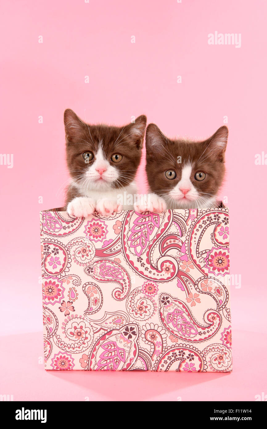 British Shorthair, BKH Two kittens box Studio picture against pink background Stock Photo