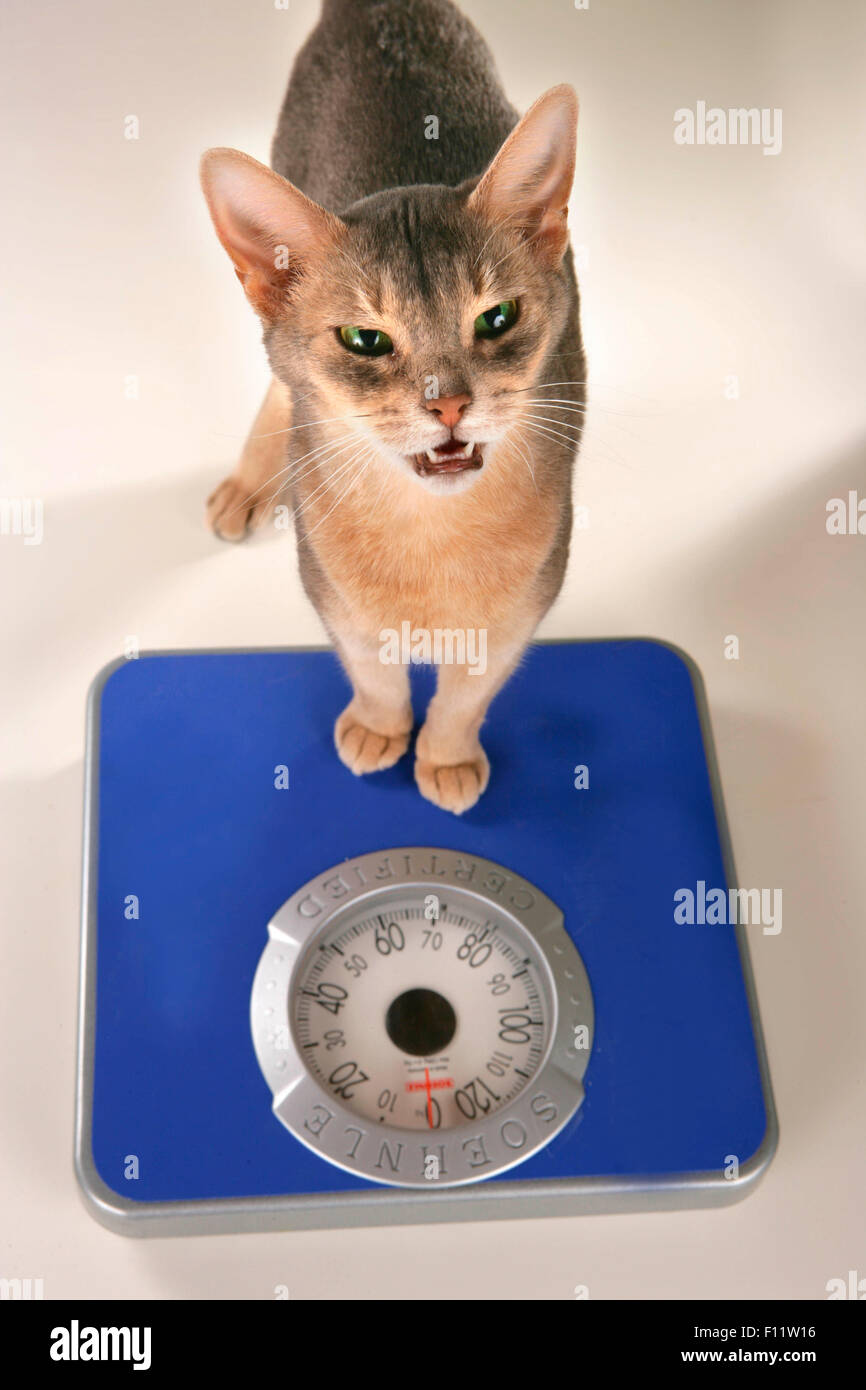 Abyssinian cat Adult standing scale Studio picture against white background Stock Photo