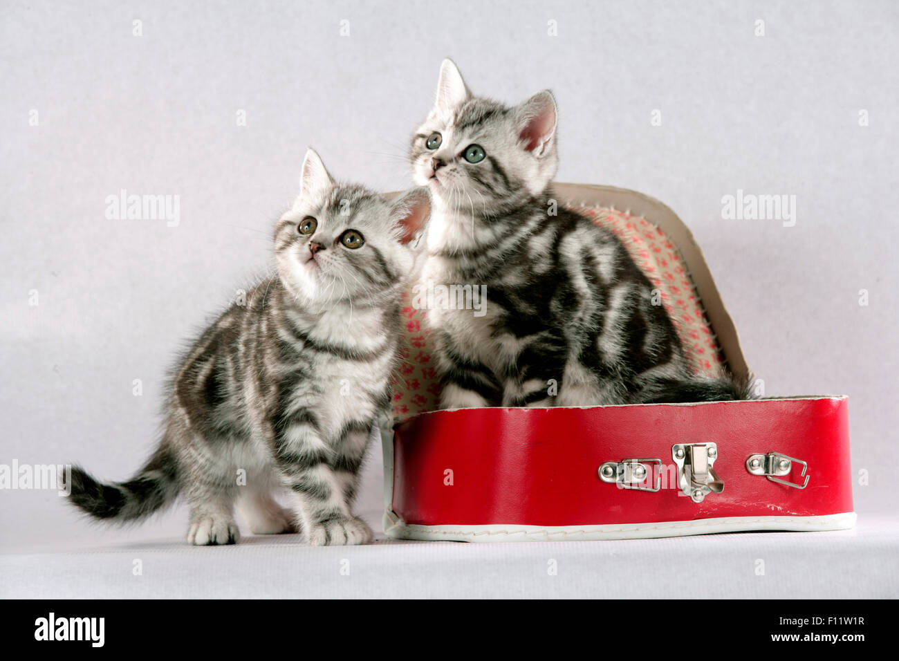 British Shorthair Pair Tabby Kittens And Next To Red Dolls