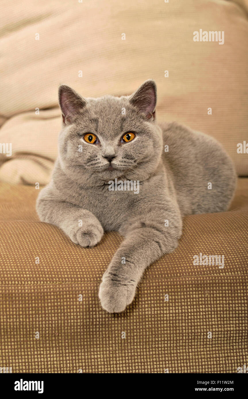 British Shorthair cat British Blue adult lying couch Stock Photo