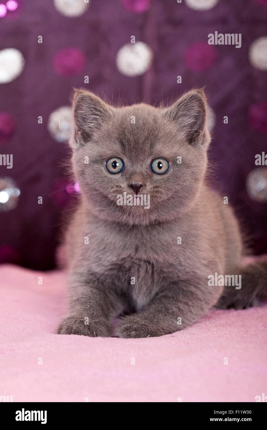 British Shorthair cat British Blue kitten lying pink blanket Stock ...