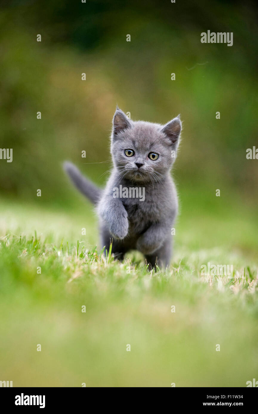 British Shorthair cat, British Blue. Kitten running on a lawn Stock Photo