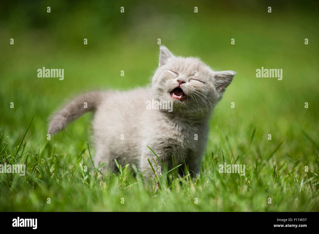 British Shorthair cat British Blue kitten lawn, meowing Stock Photo Alamy