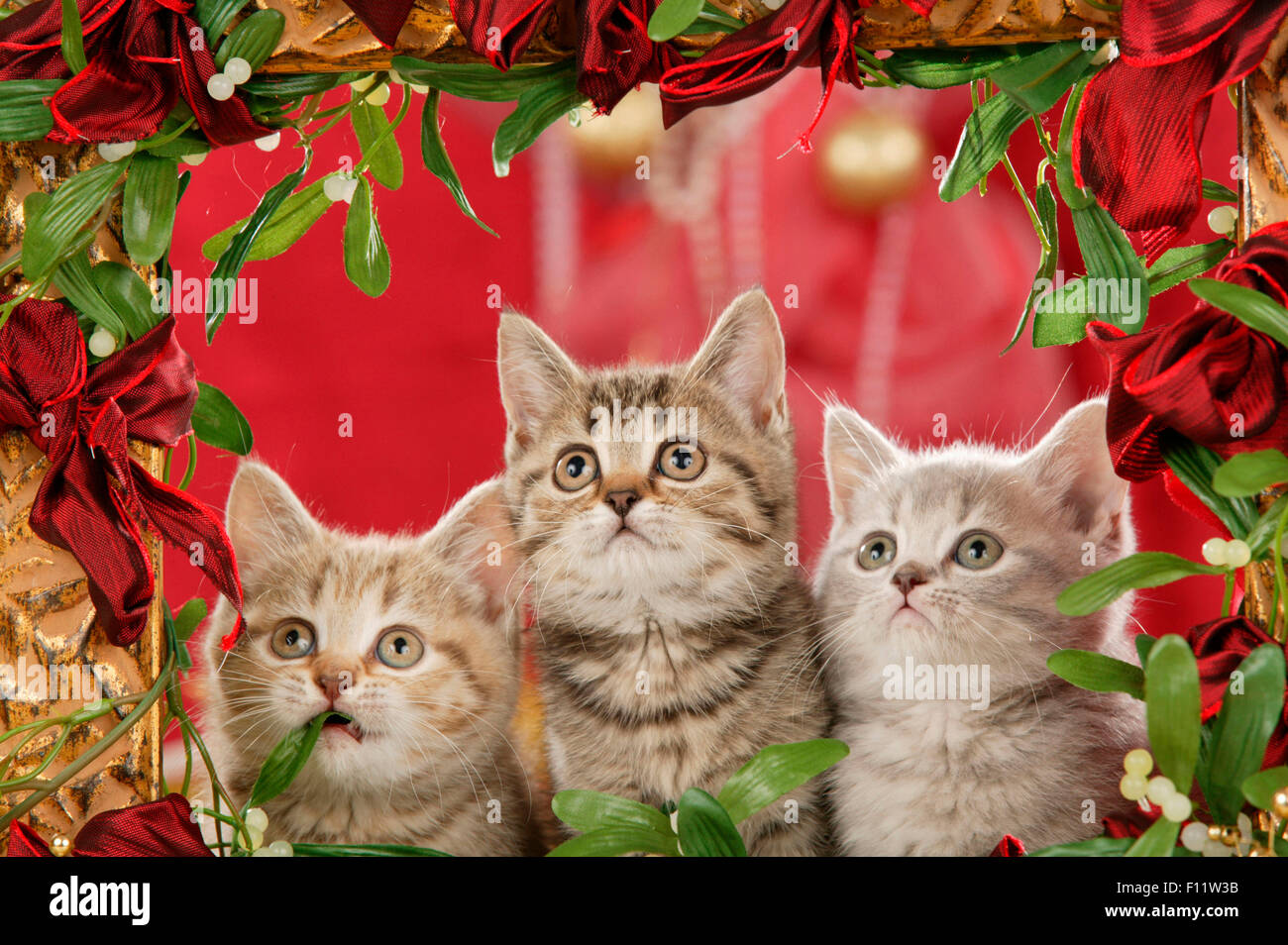 British Shorthair Trio kitten looking at garland red ribbons and Mistletoes Stock Photo
