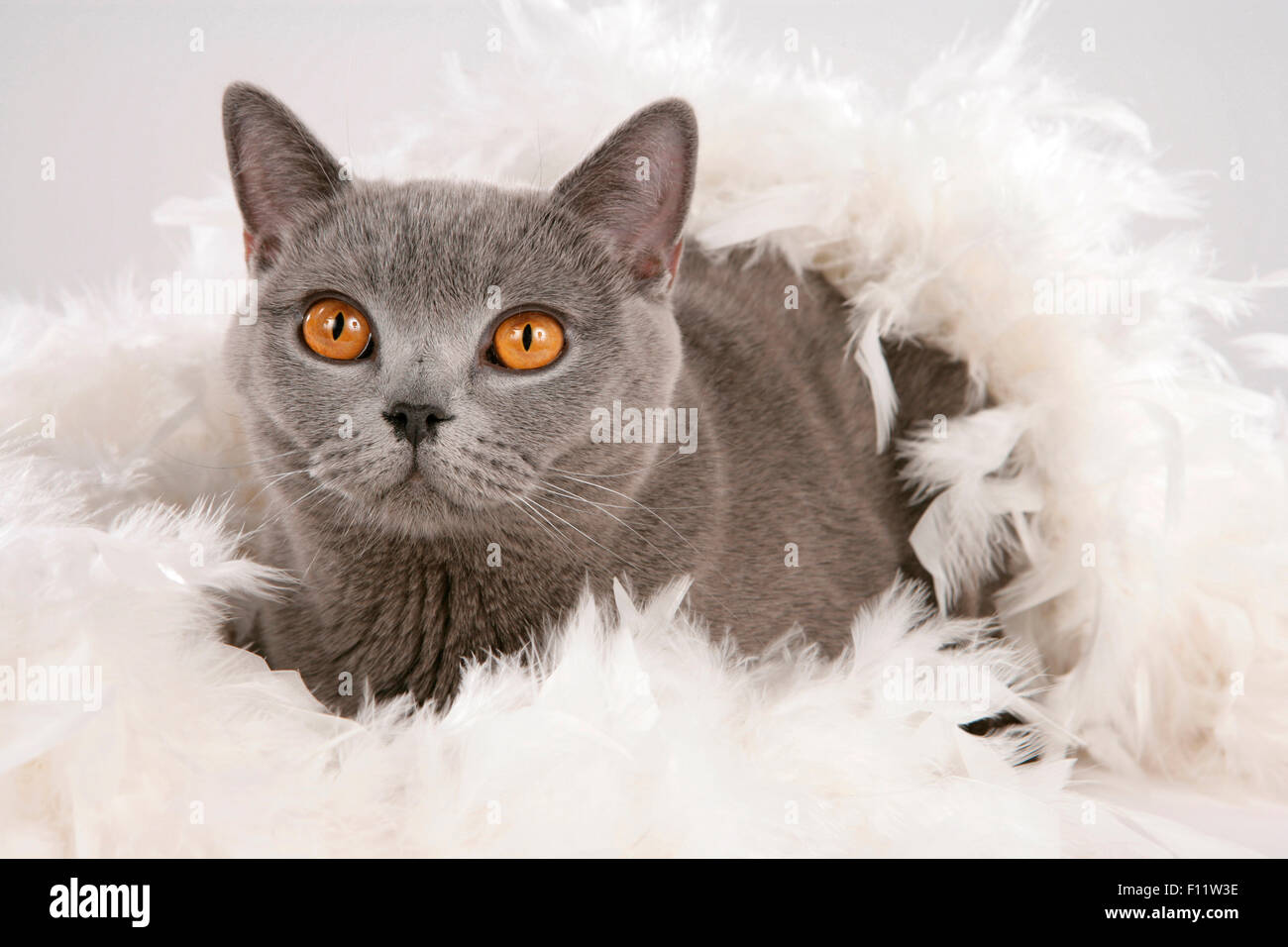British Shorthair British Blue cat lying white feathers Stock Photo