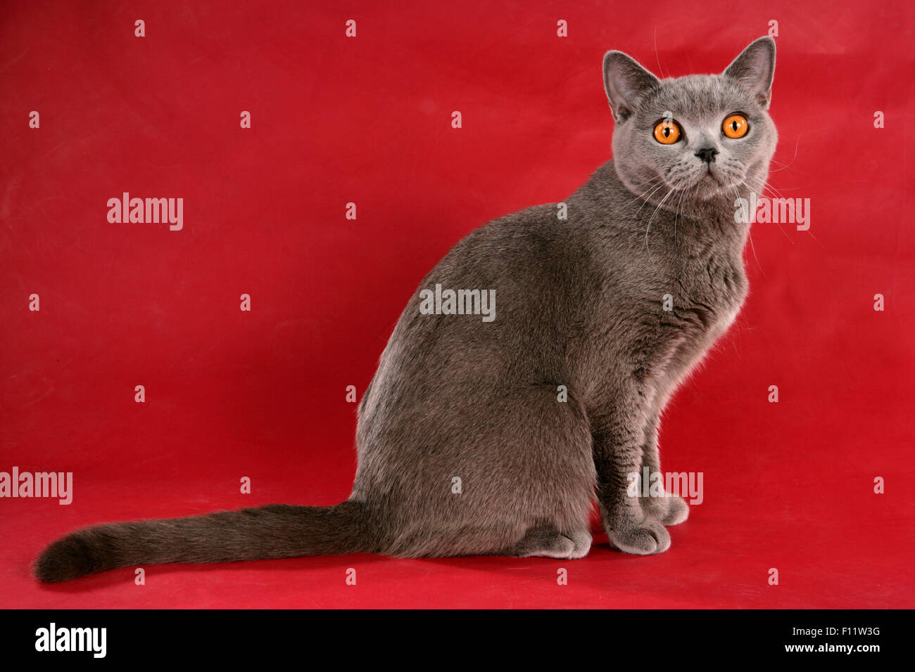 British Shorthair Adult British Blue cat sitting, seen against red background Stock Photo