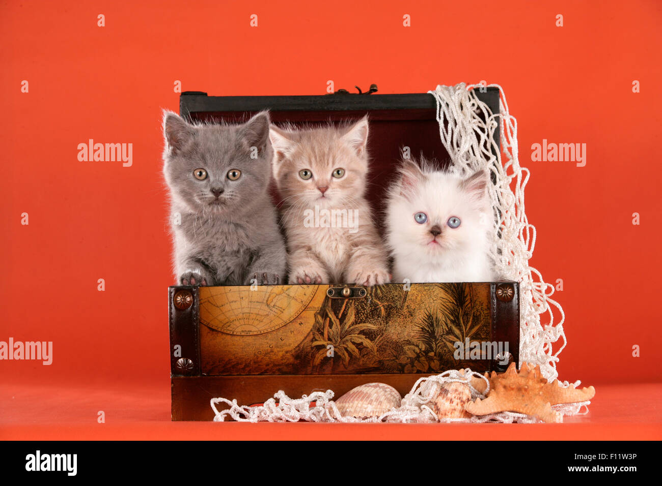 British Shorthair and British Longhair Three kittens treasure chest Studio picture against red background Stock Photo