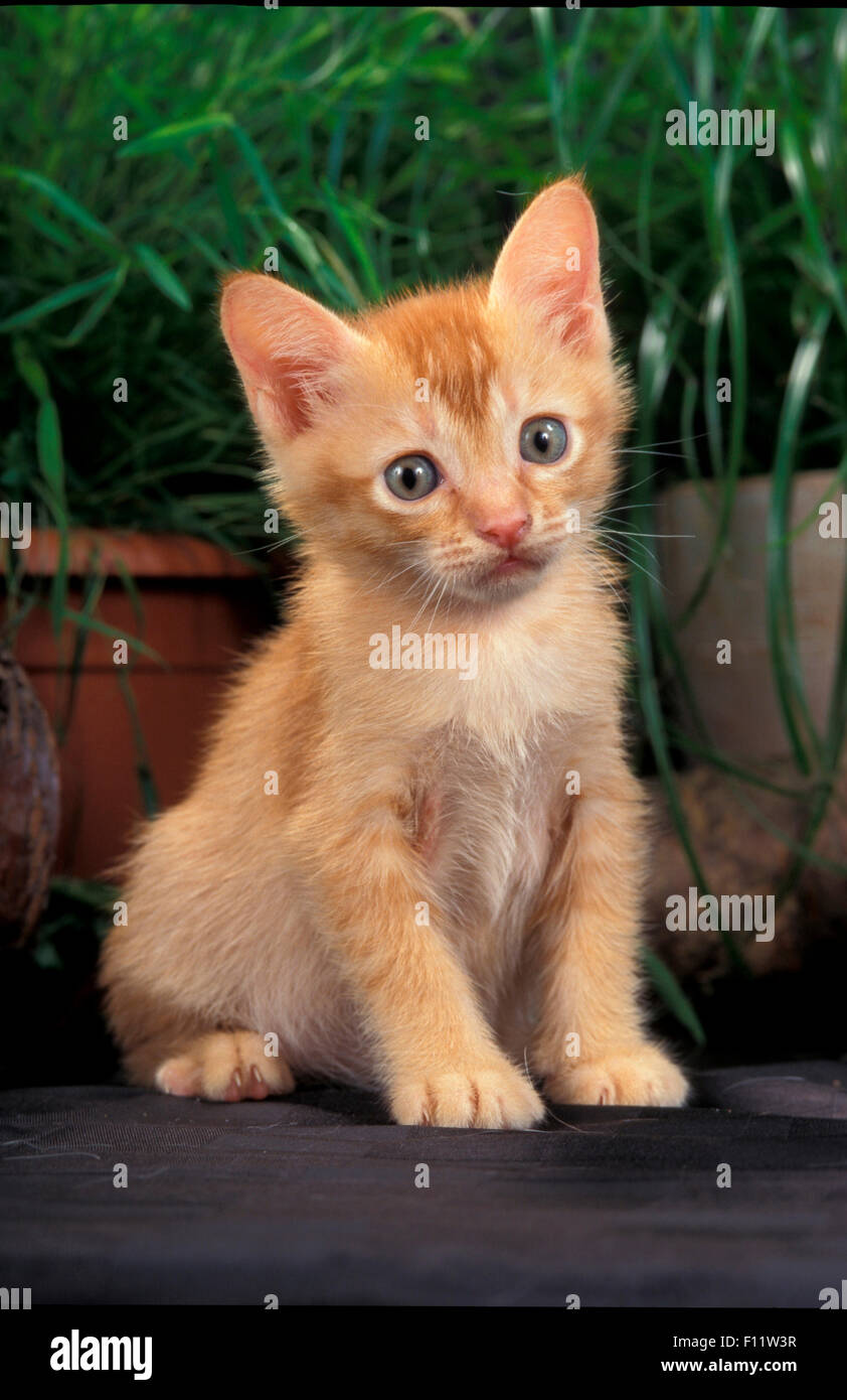 Burmese cat Kitten sitting front potted plants Stock Photo