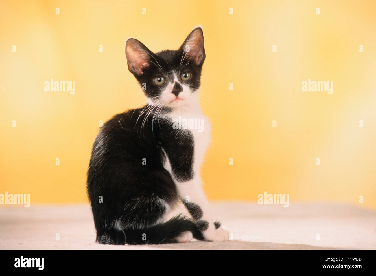 German Rex Black-and-white kitten sitting, seen against yellow background Stock Photo