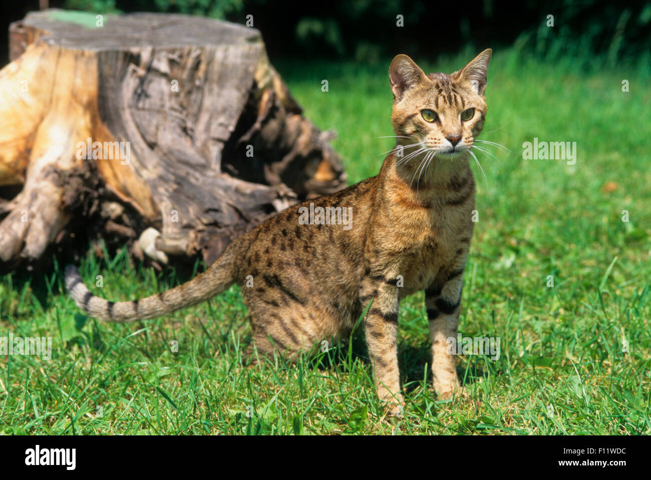 Ocicat Adult cat standing lawn next to tree stump Stock Photo