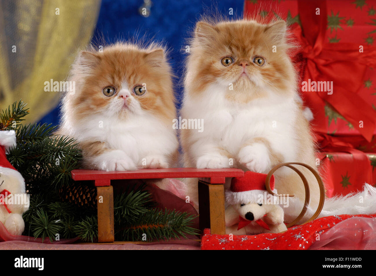 Persian Cat Pair kittens sitting Christmas decoration Stock Photo