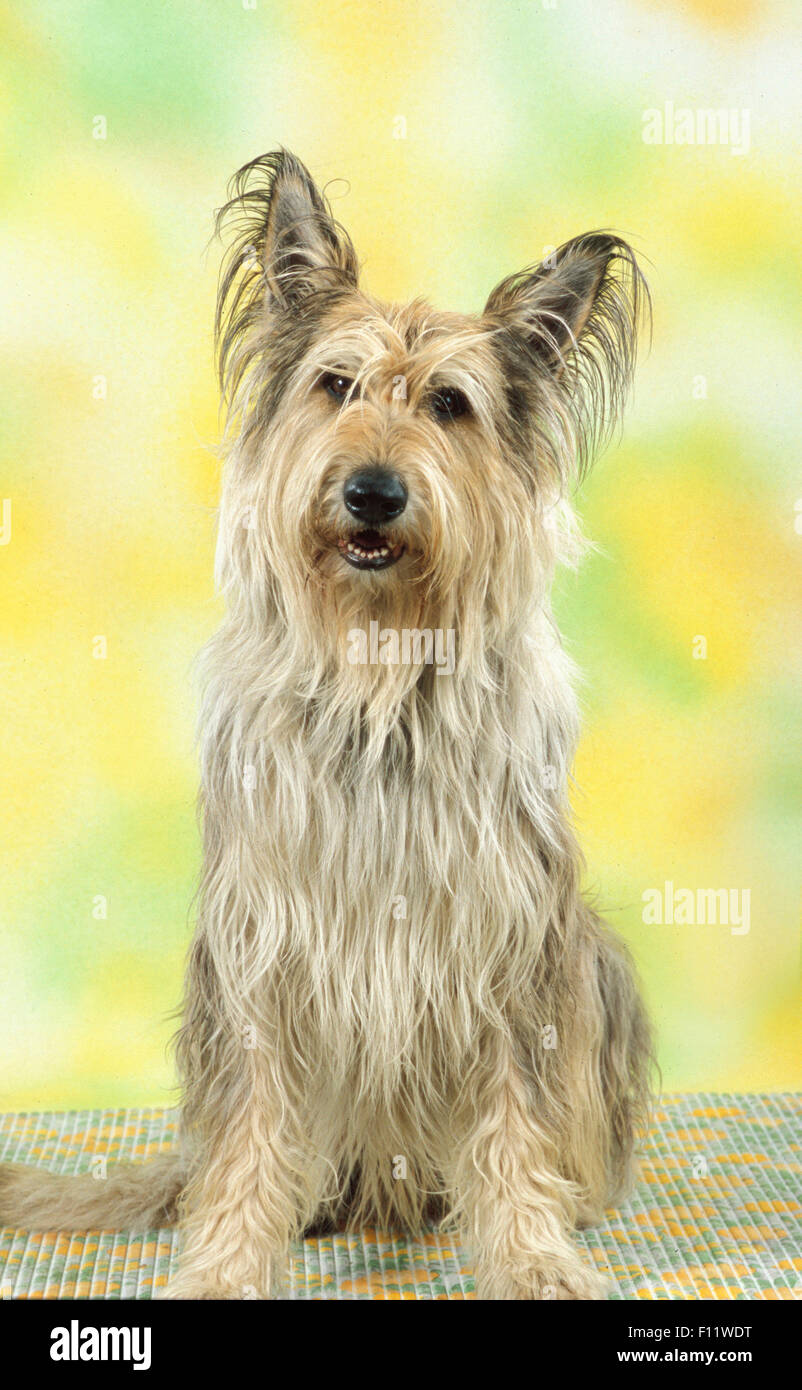 Picardy Shepherd, Berger Picard Adult dog sitting Stock Photo