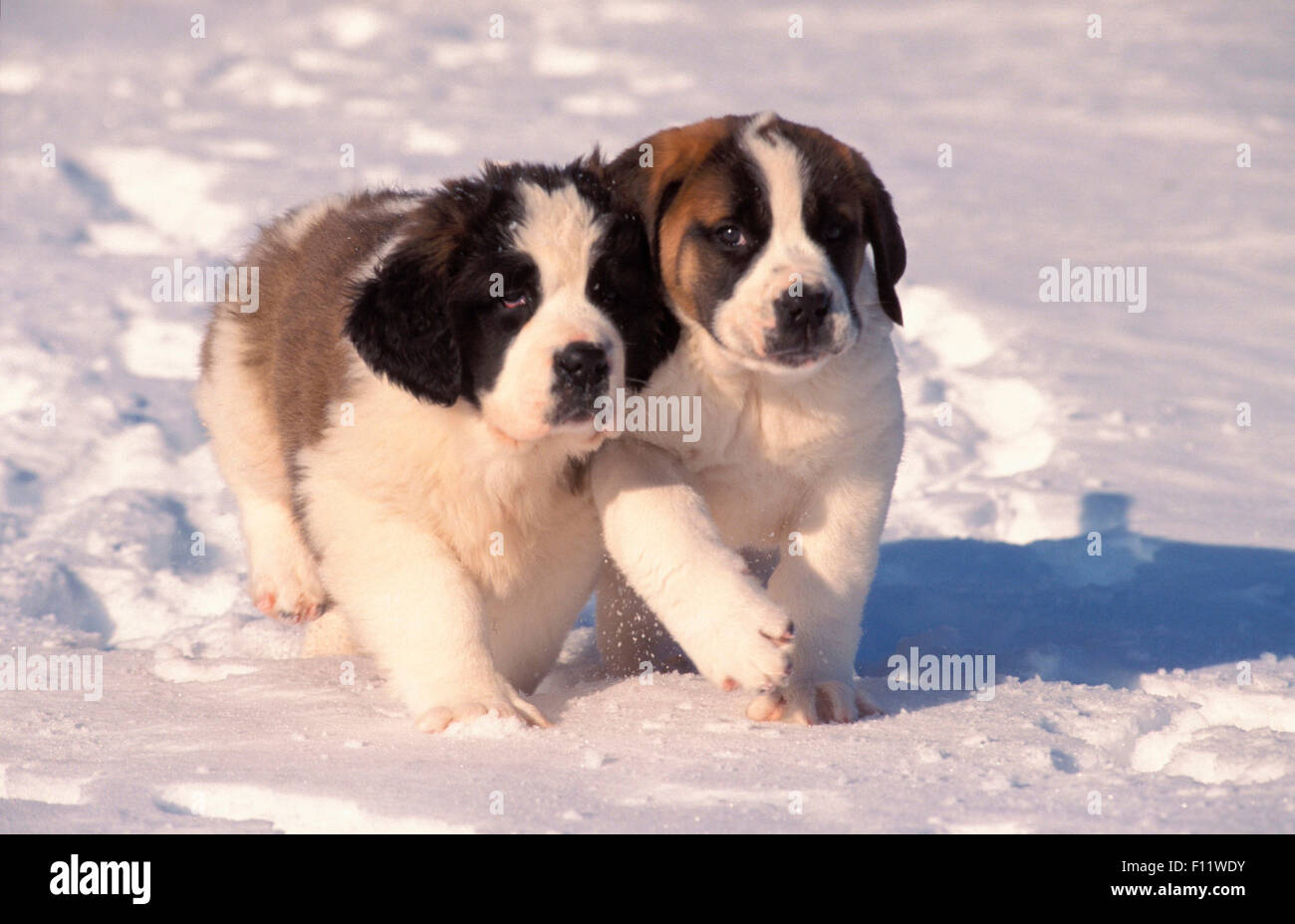 St Bernard Dog Two Puppies Running Next To Each Other Snow Stock