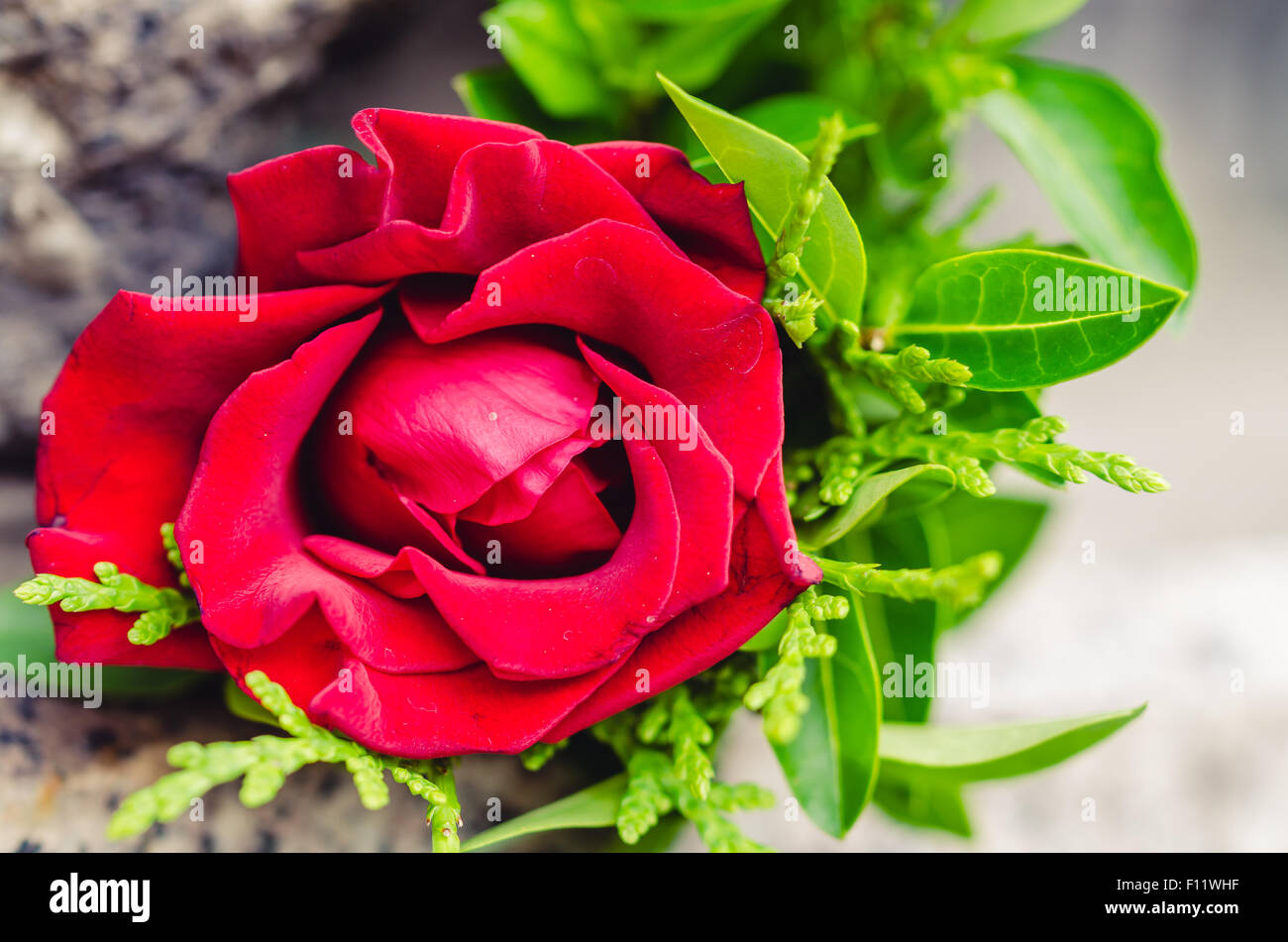 Roses are red Stock Photo - Alamy