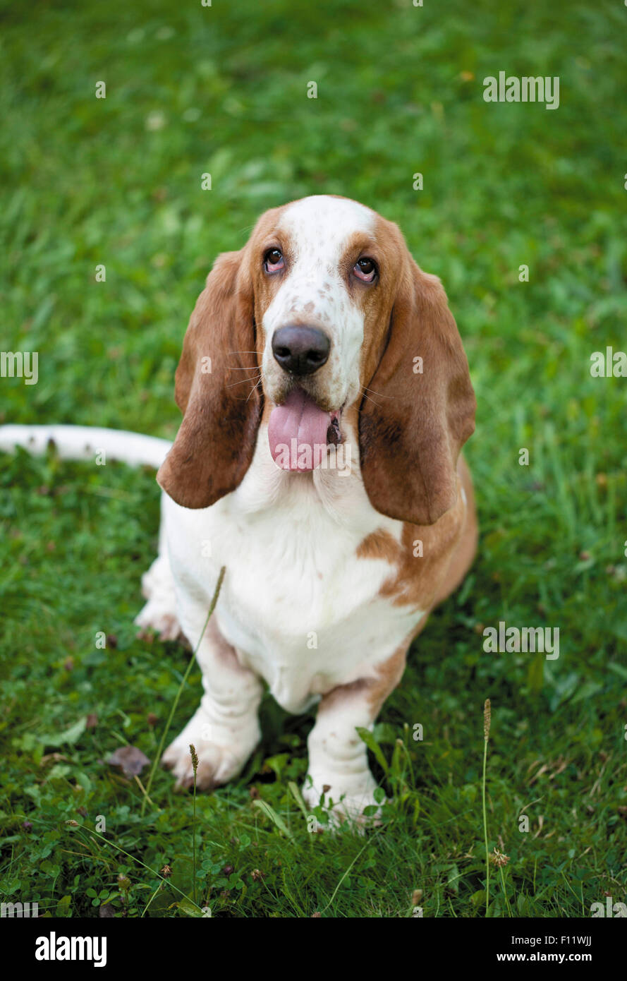 Basset Hound Adult dog sitting meadow Stock Photo